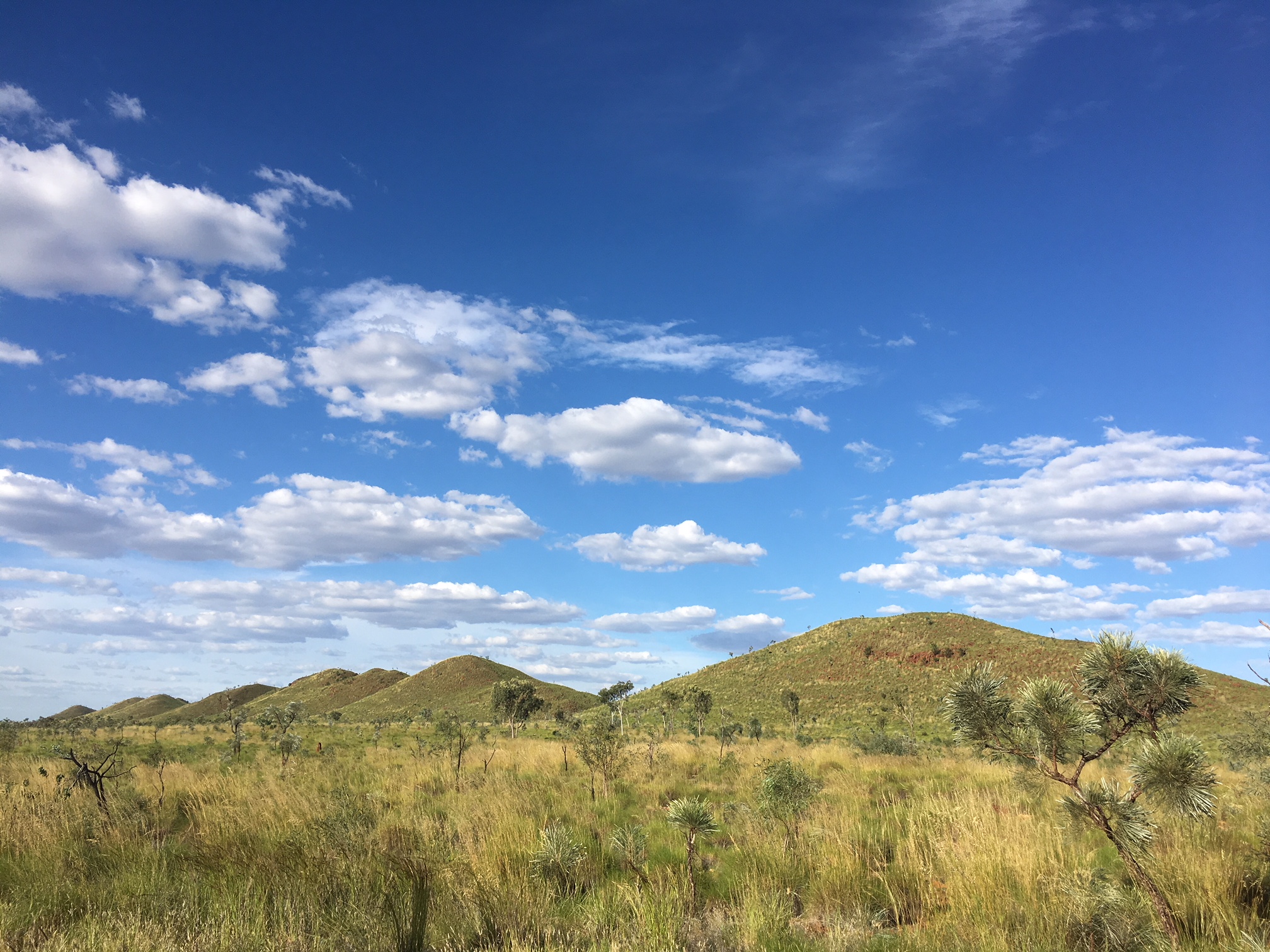 On the Tanami.jpg