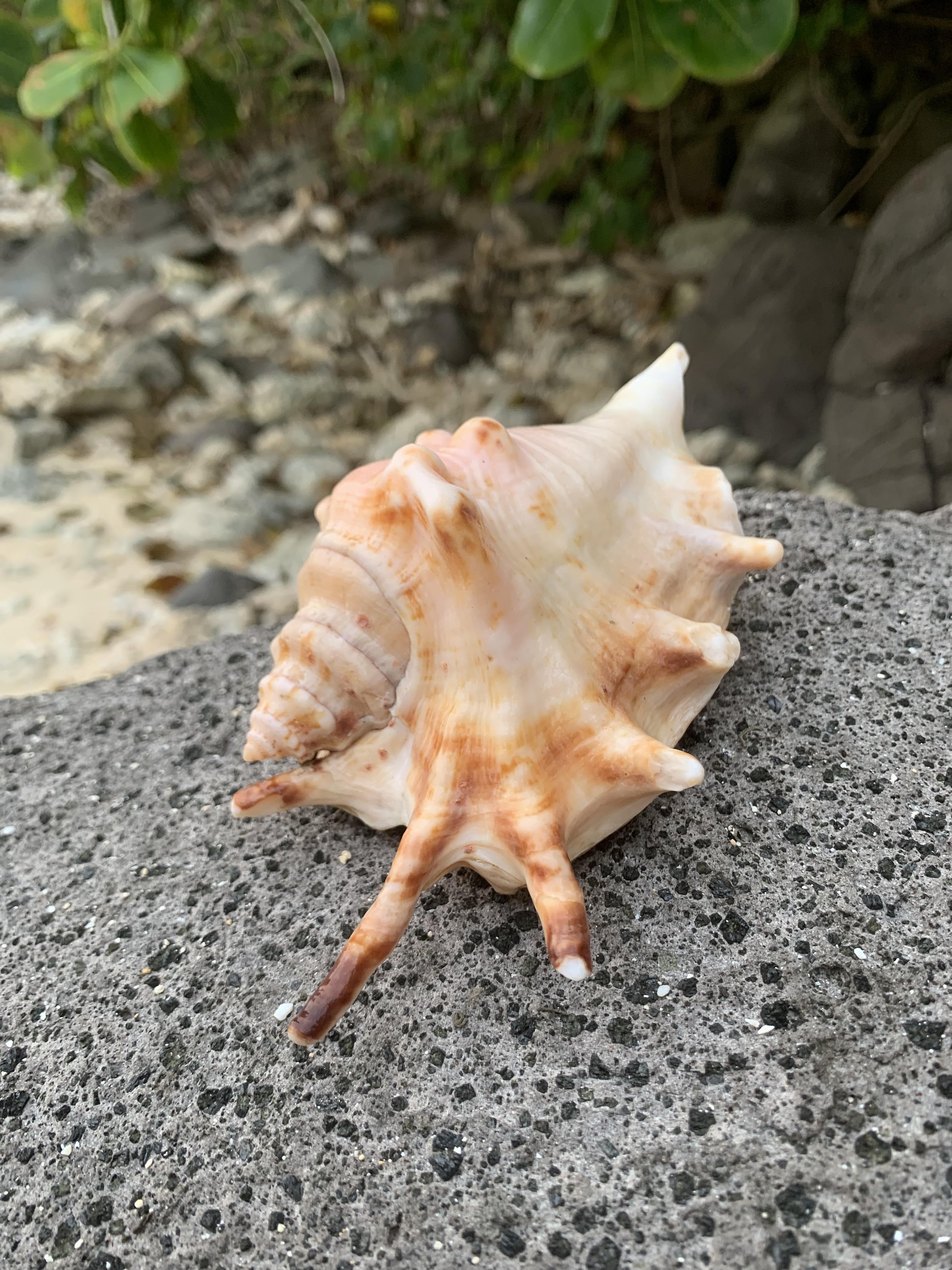 Seashell.jpeg