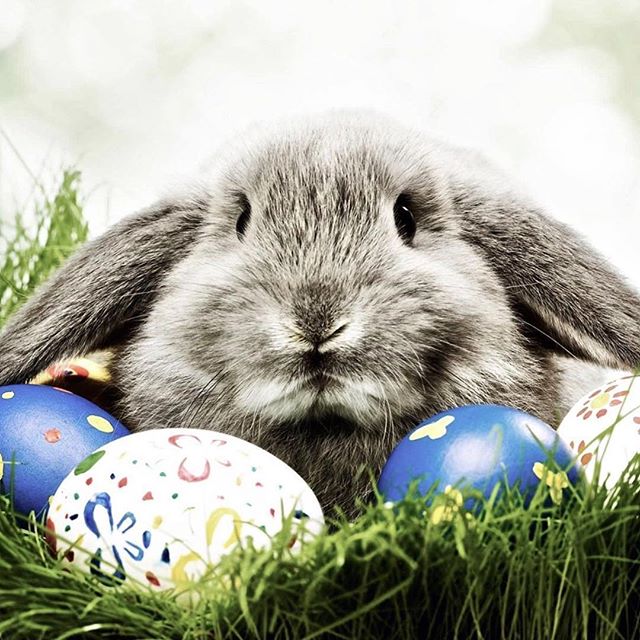 Wishing you all a very HAPPY EASTER SUNDAY π£ Today we have LIVE MUSIC with Sean Martin + lots of delicious food & drink specials. We are OPEN NOW 3pm, & looking forward to seeing you very soon xx βββββββββββββββββββββ
#barbadosportdouglas #martiniqueislandstyle #portdouglas #cocktailbar #marina #paradise #luxury #style #interiordesign #bar #restaurant #alcohol #food #wine #cocktails #champagne #travel #instatravel #barbadosstyle #crystalbrooksuperyachtmarina #greatbarrierreef #daintreenationalpark #discoverfnq #thisisqueensland #queensland #exploreaustralia #australia #home #easter