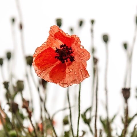 With respect... BARBADOS Port Douglas will be closed ANZAC DAY - Thursday 25th April 2019. Lest we forget β€οΈ #anzacday2019 #lestweforget #respect
