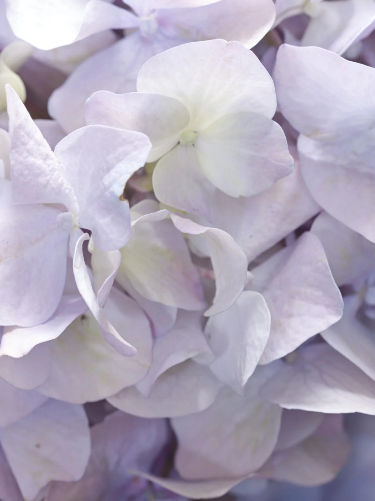 LA_SS15_FLOWER_DETAIL_GLAMOUR_41765.jpg