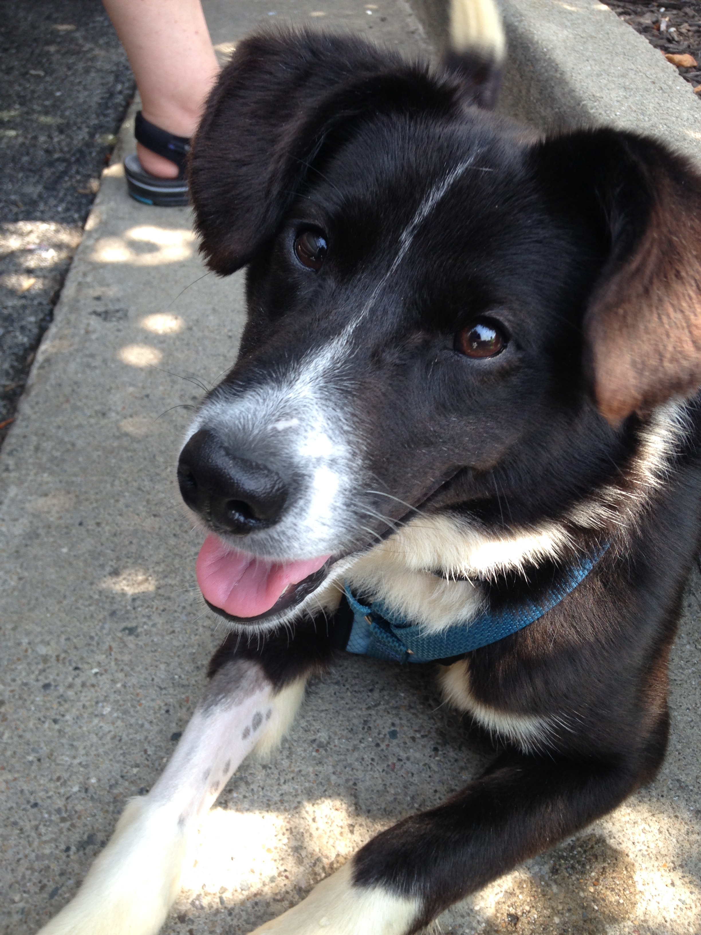 Here she is with some high-octane charm. (Her leg is shaved because she was just spayed and they had to use anesthesia)