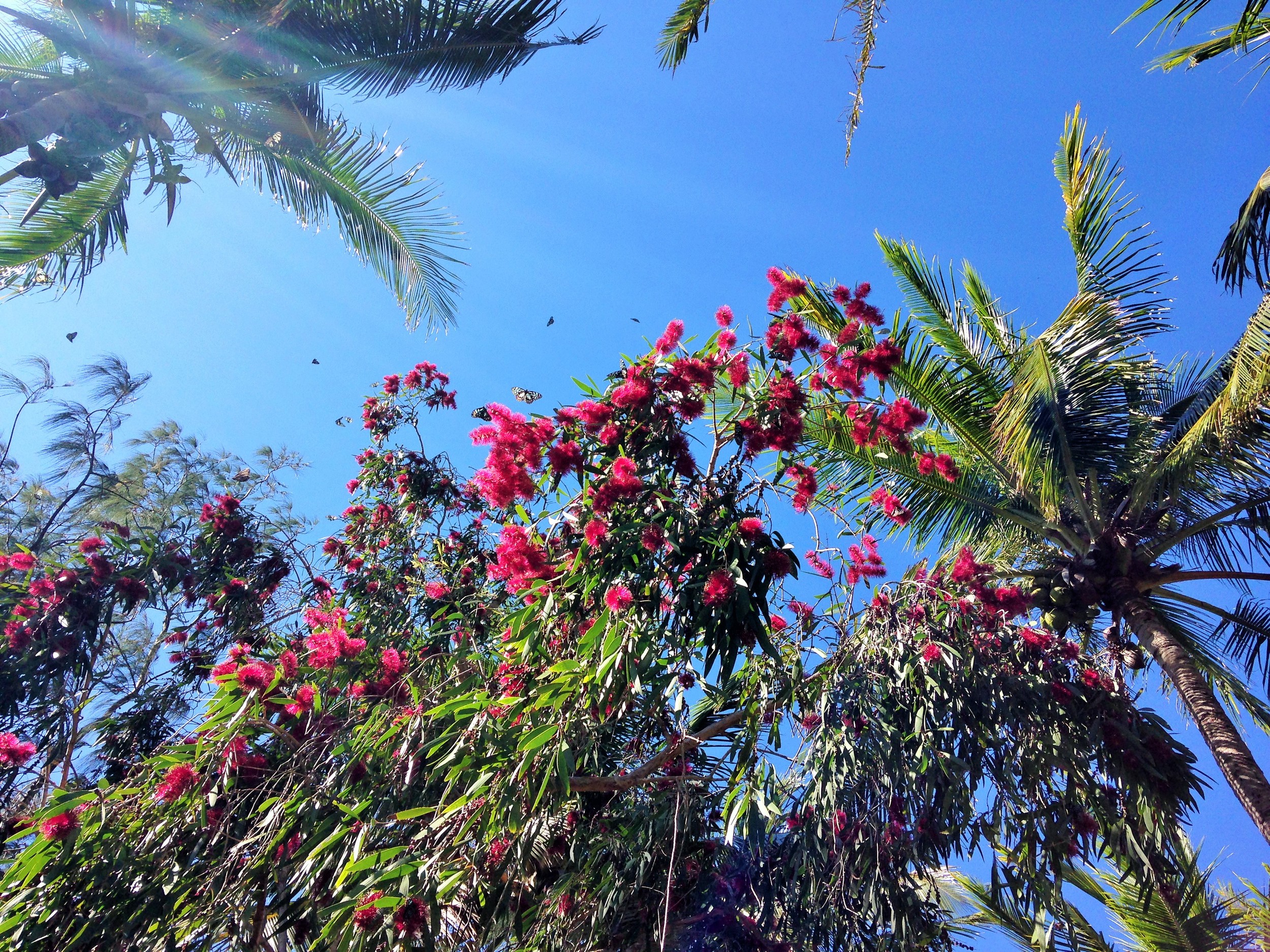 butterfly tree.JPG