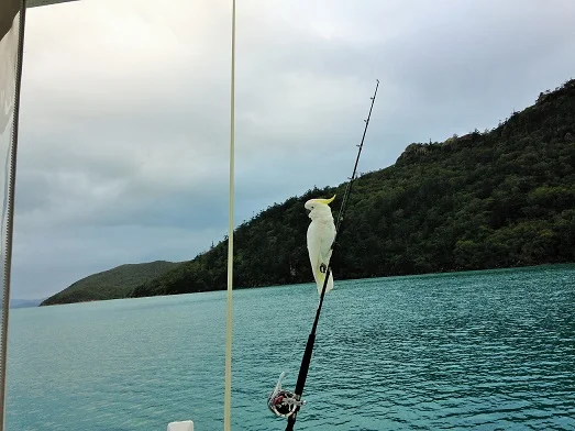 cocky on rod.JPG