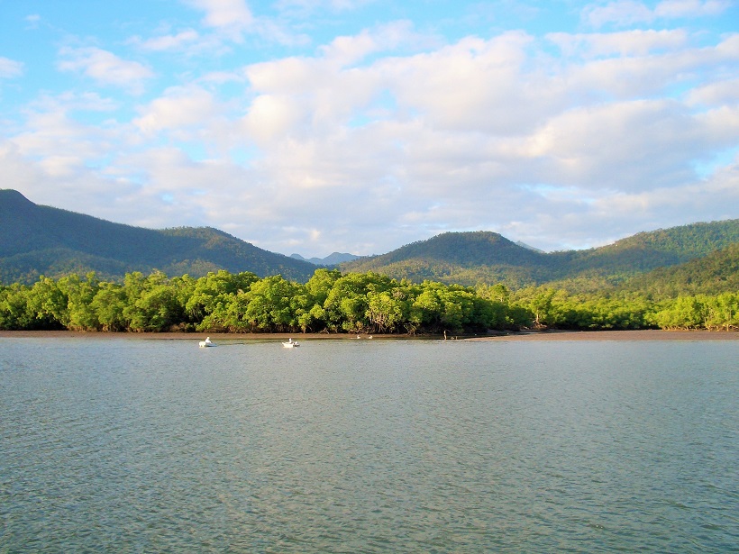 croc mangroves.JPG