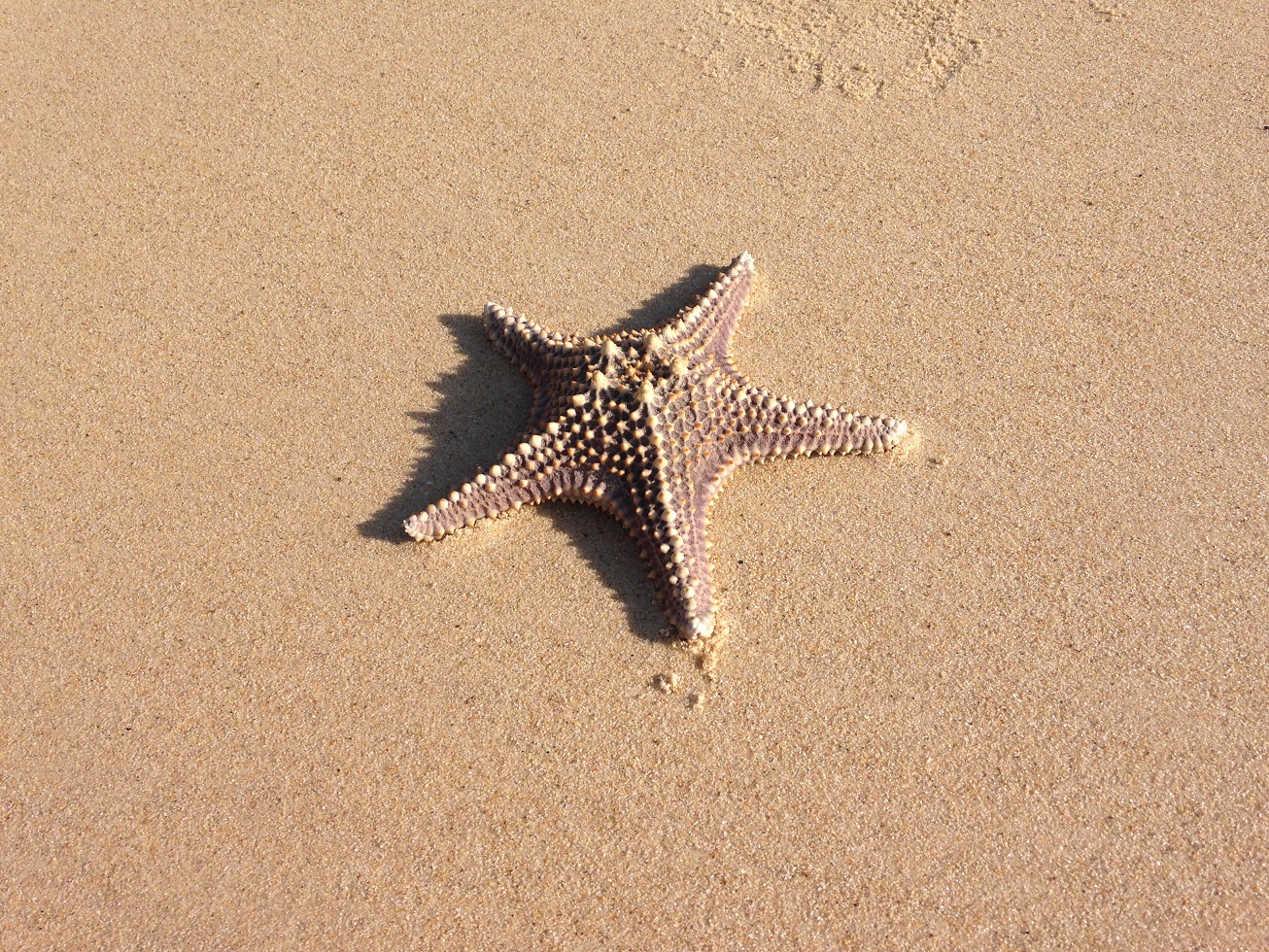 star fish.JPG