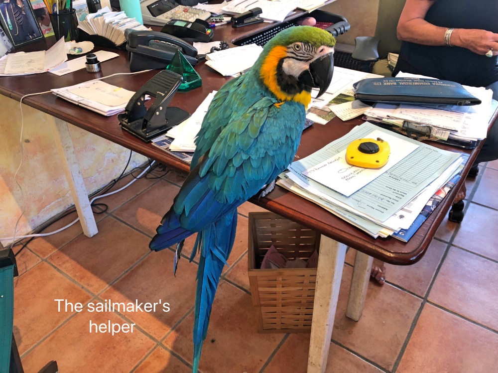 macaw.jpg