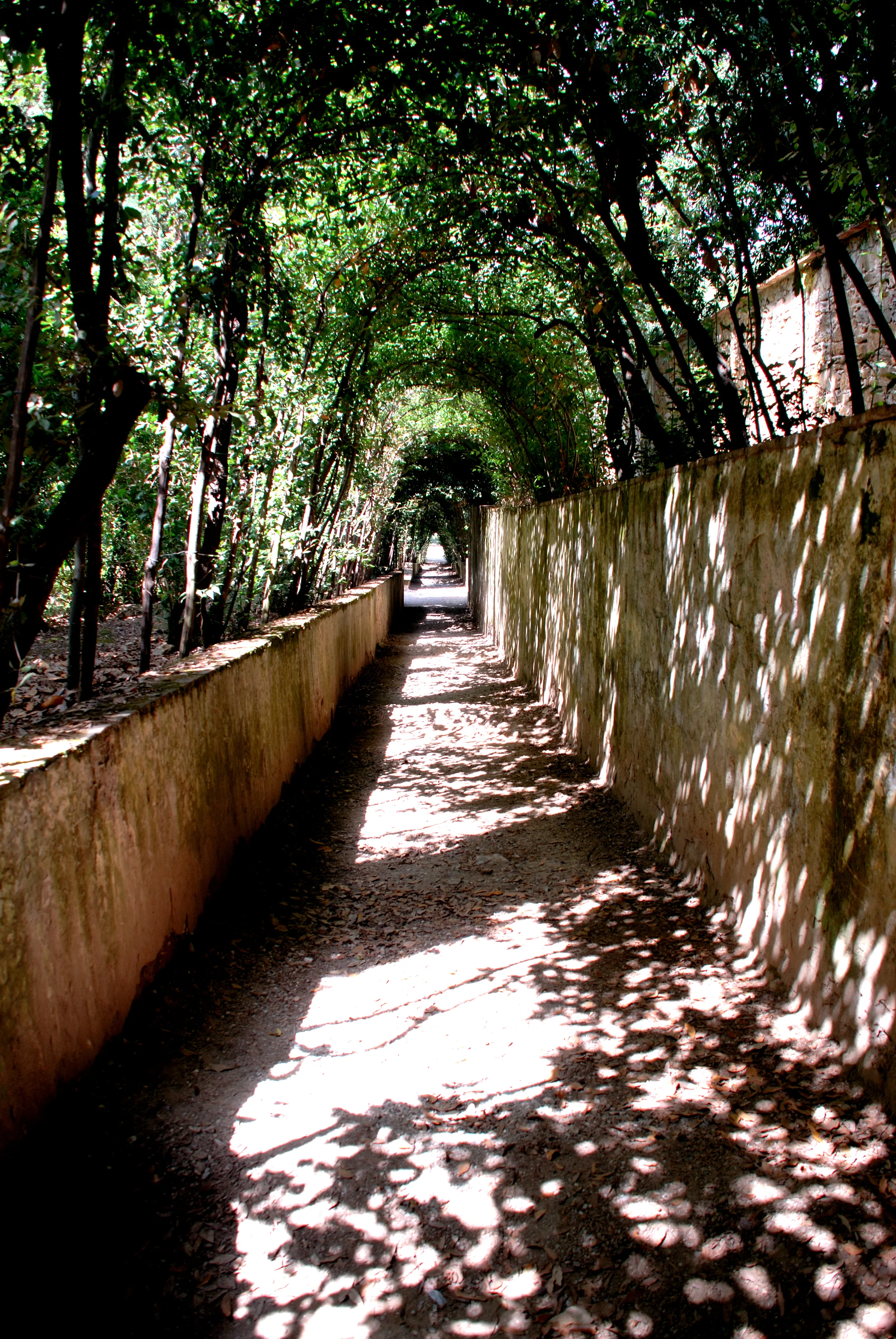 boboli79.jpg