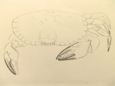Cookery Book illustration