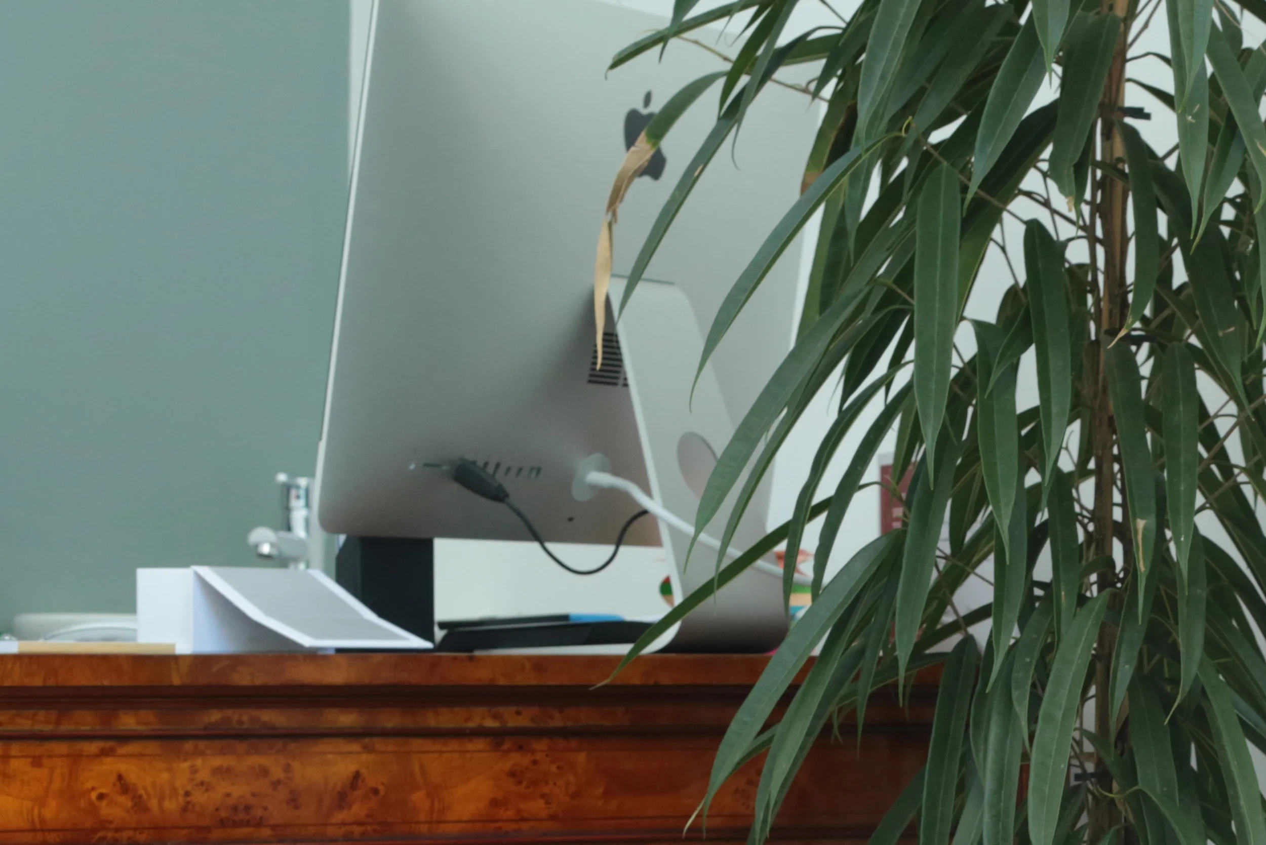 computer and plant.jpg
