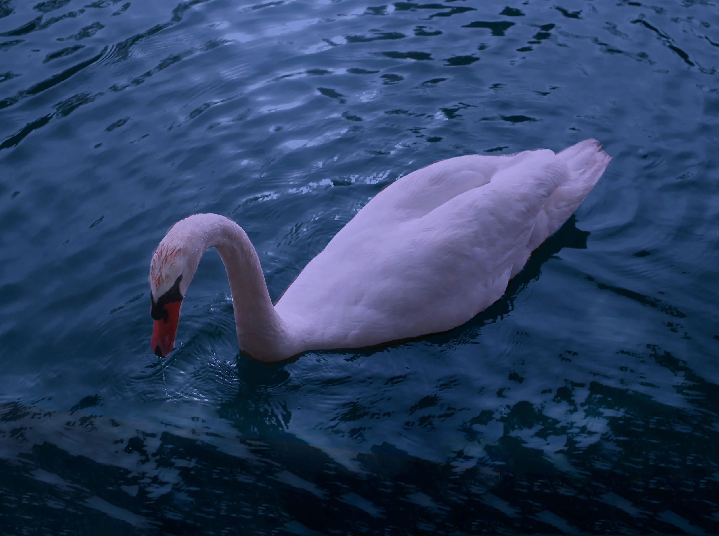 swansmallpinkswan.jpg