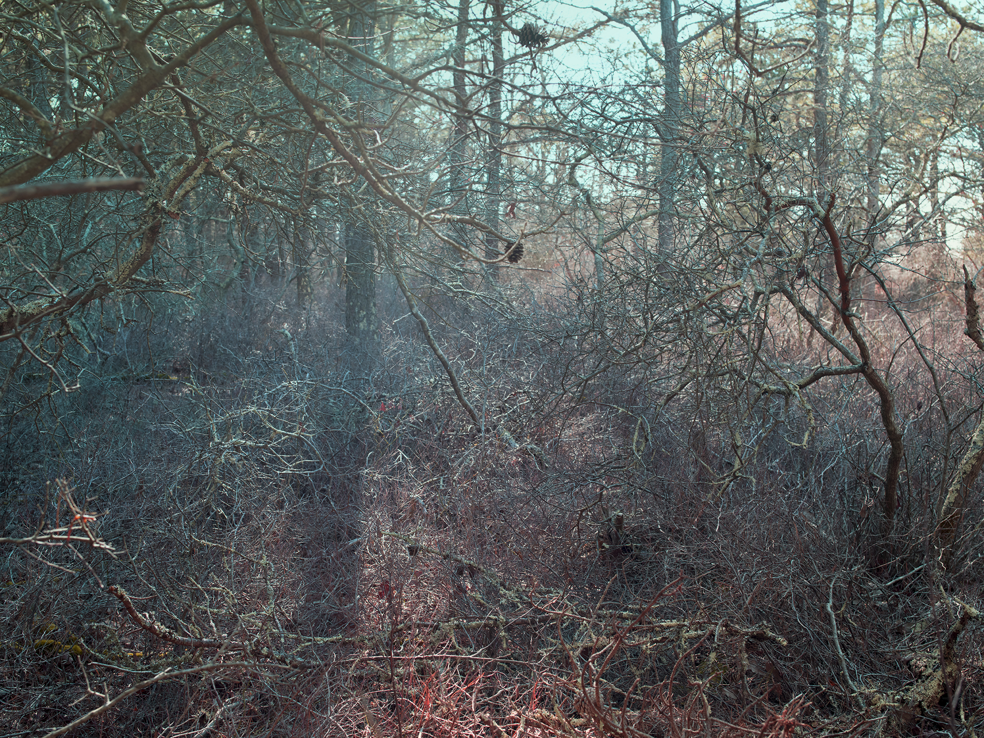 forest_layers_blueredsmall.jpg