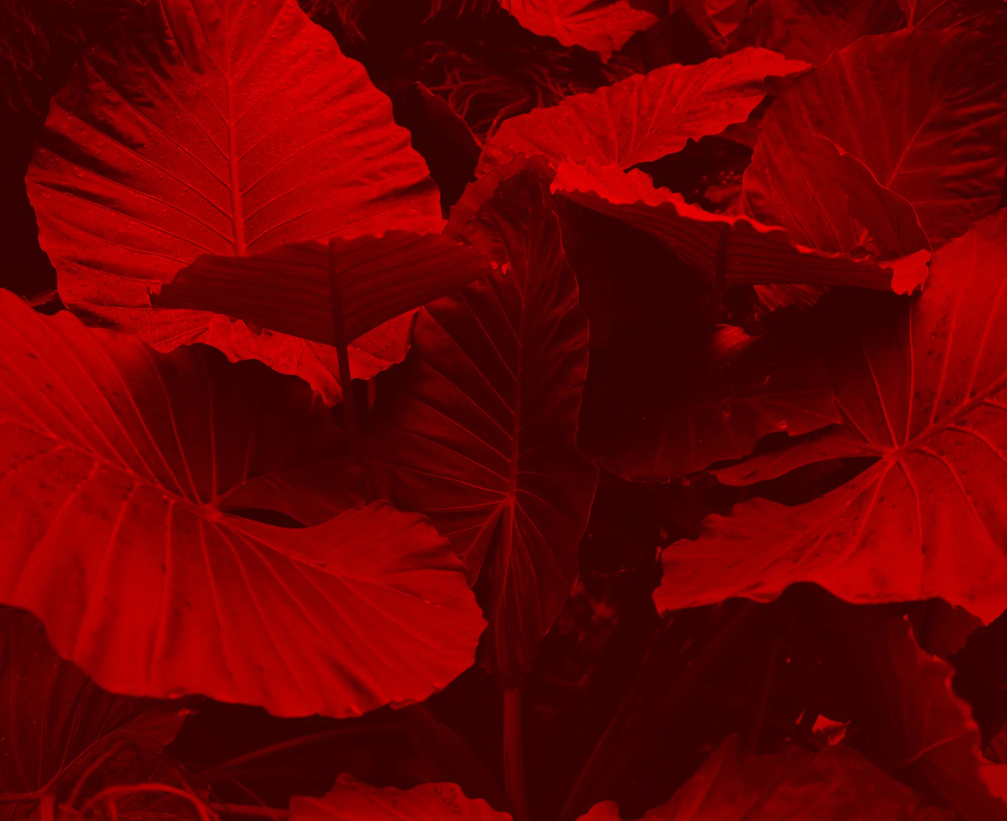 red_small.jpg