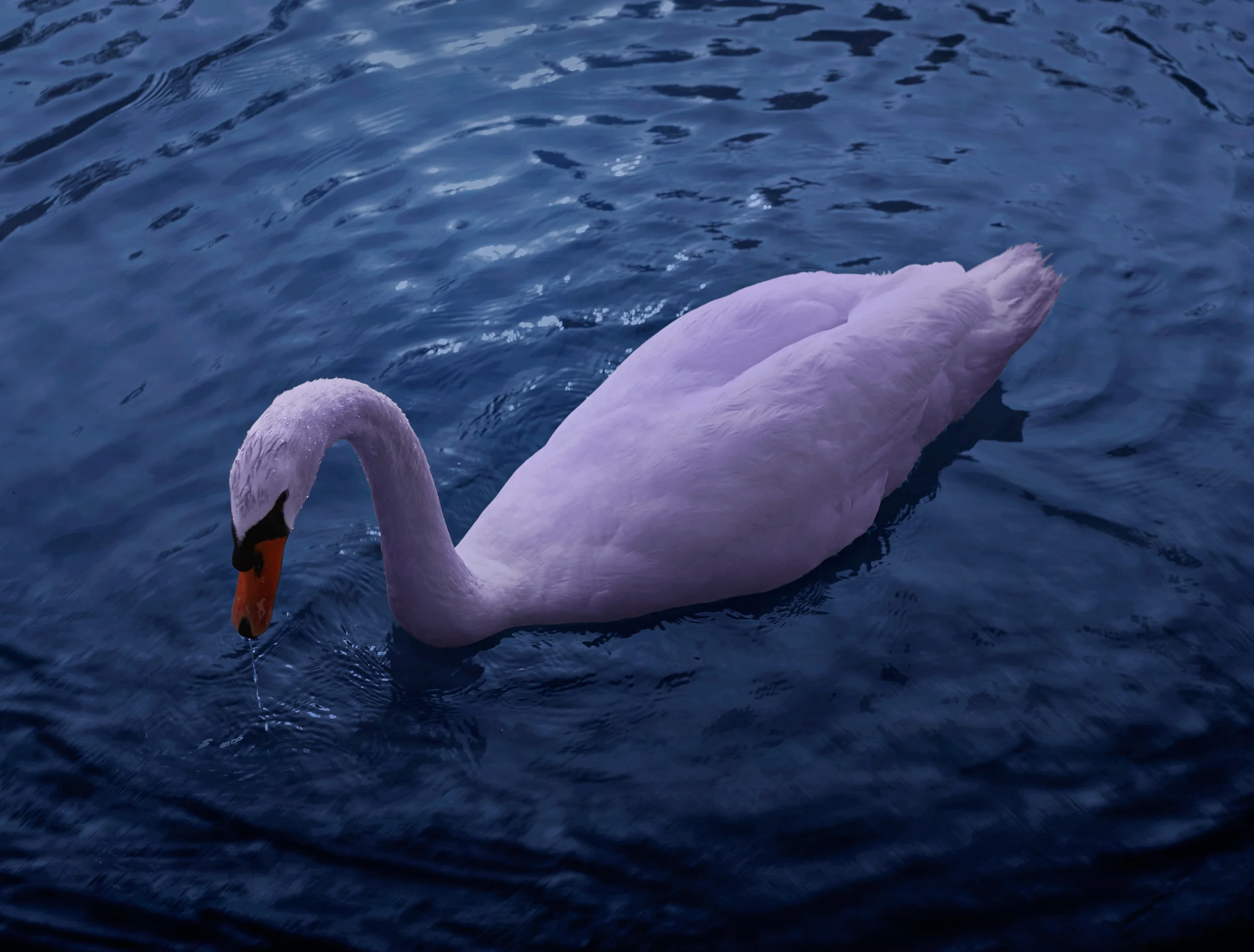 swan2_crop_small.jpg