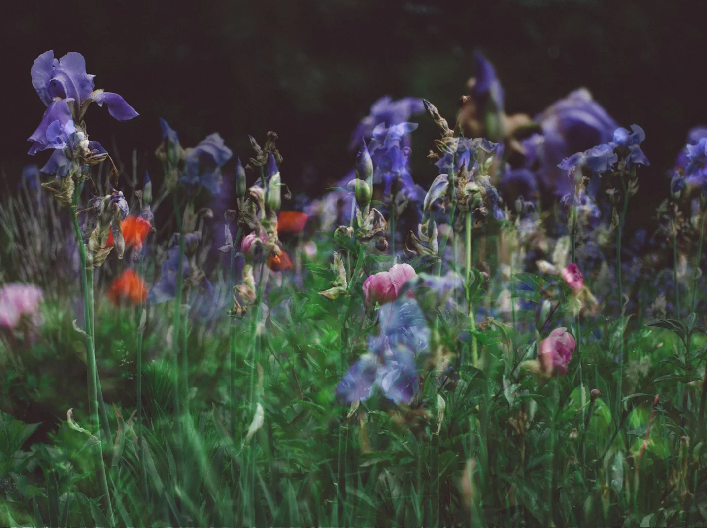 flowercollage2.jpg
