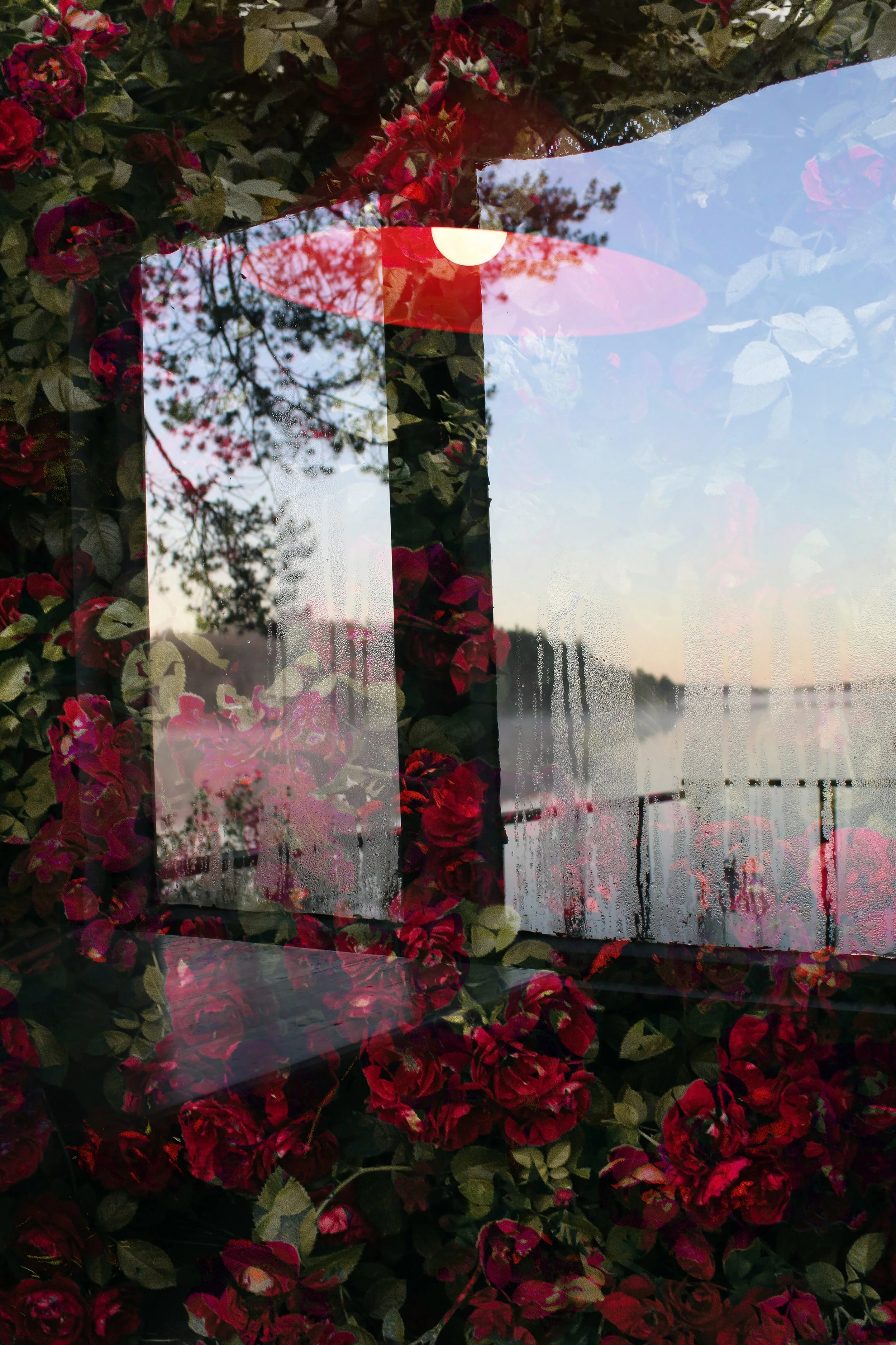flowerview.jpg