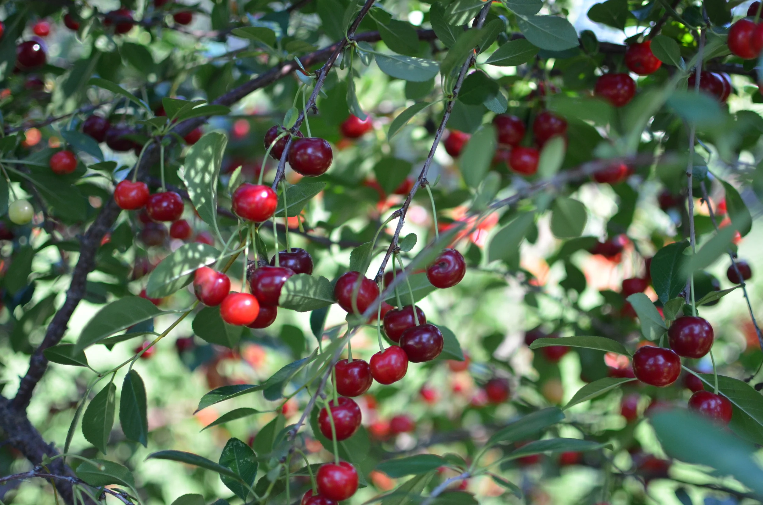 The darker the cherry the better. The key is PATIENCE!