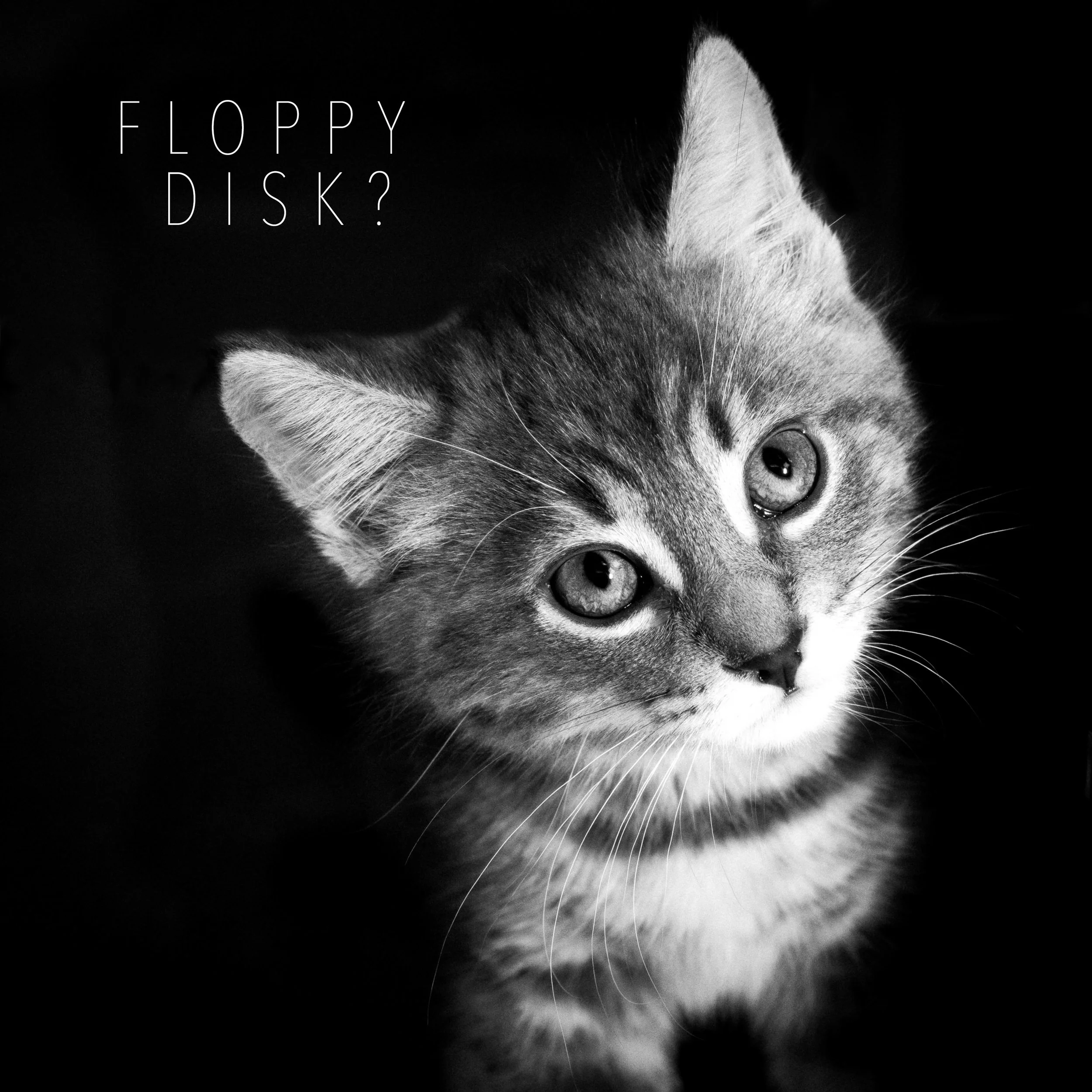Why are prints important - Ottawa Pet Photographer