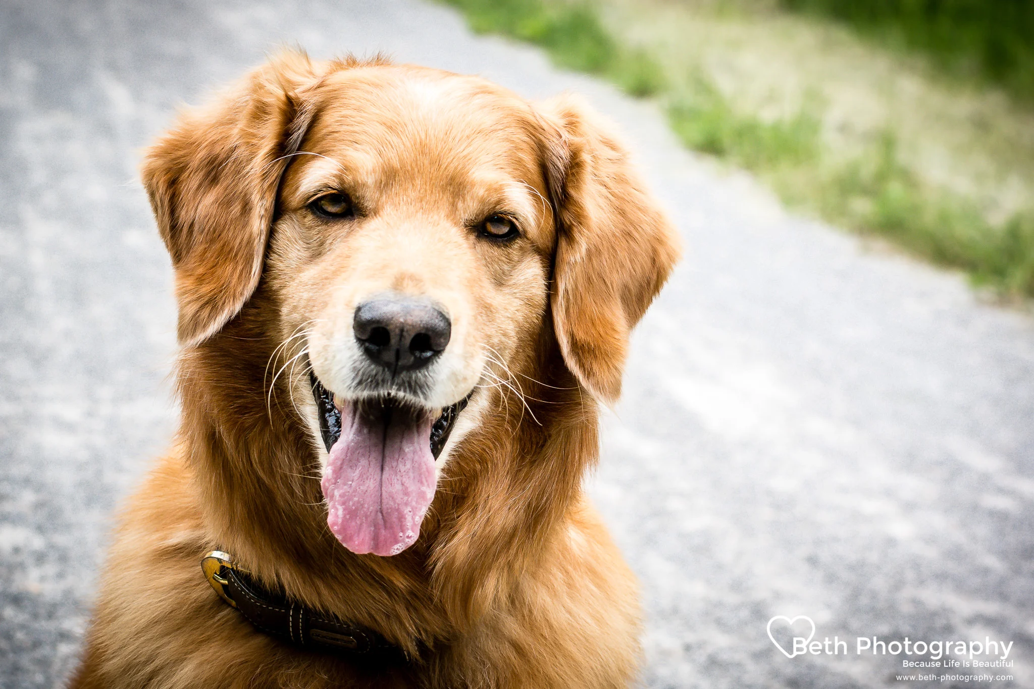 Beth Photography - Pet Photographer - Servicing the Ottawa, Cornwall area.