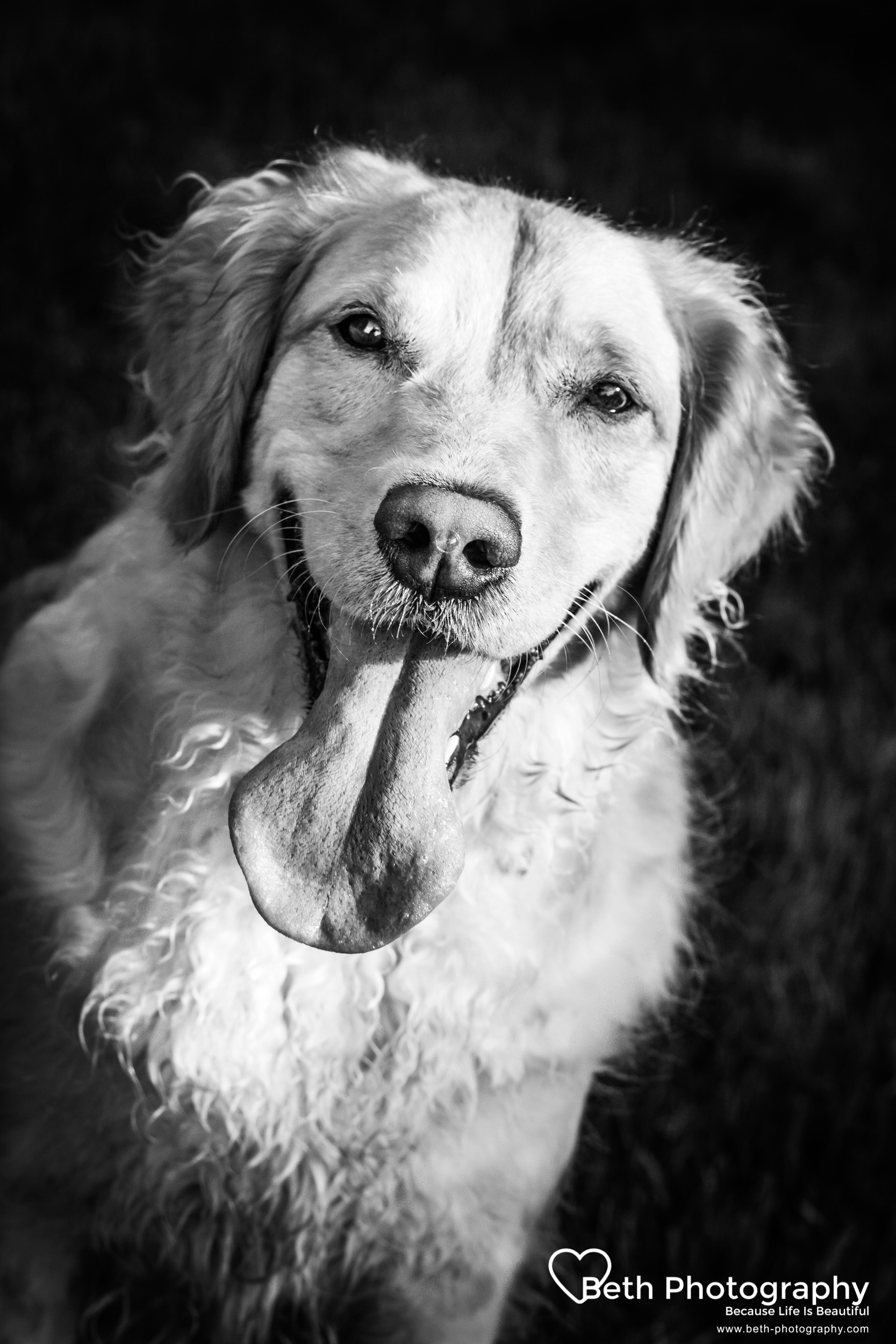 Beth Photography - Pet Photographer - Servicing the Ottawa, Cornwall area.