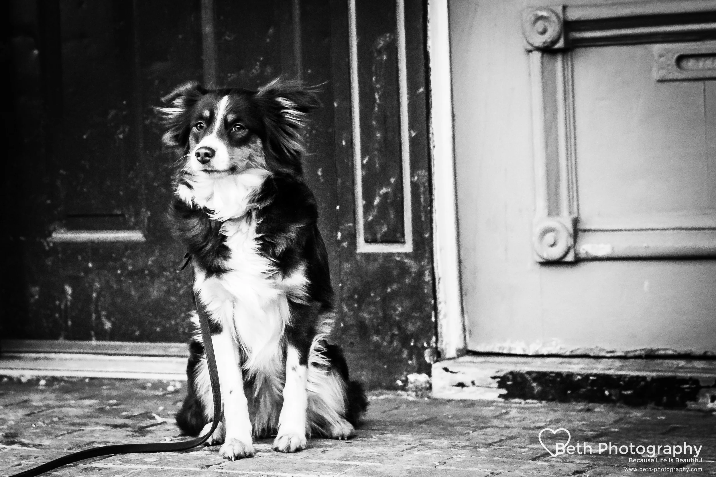 Beth Photography - Pet Photographer -Servicing Ottawa to Cornwall-1-3.jpg
