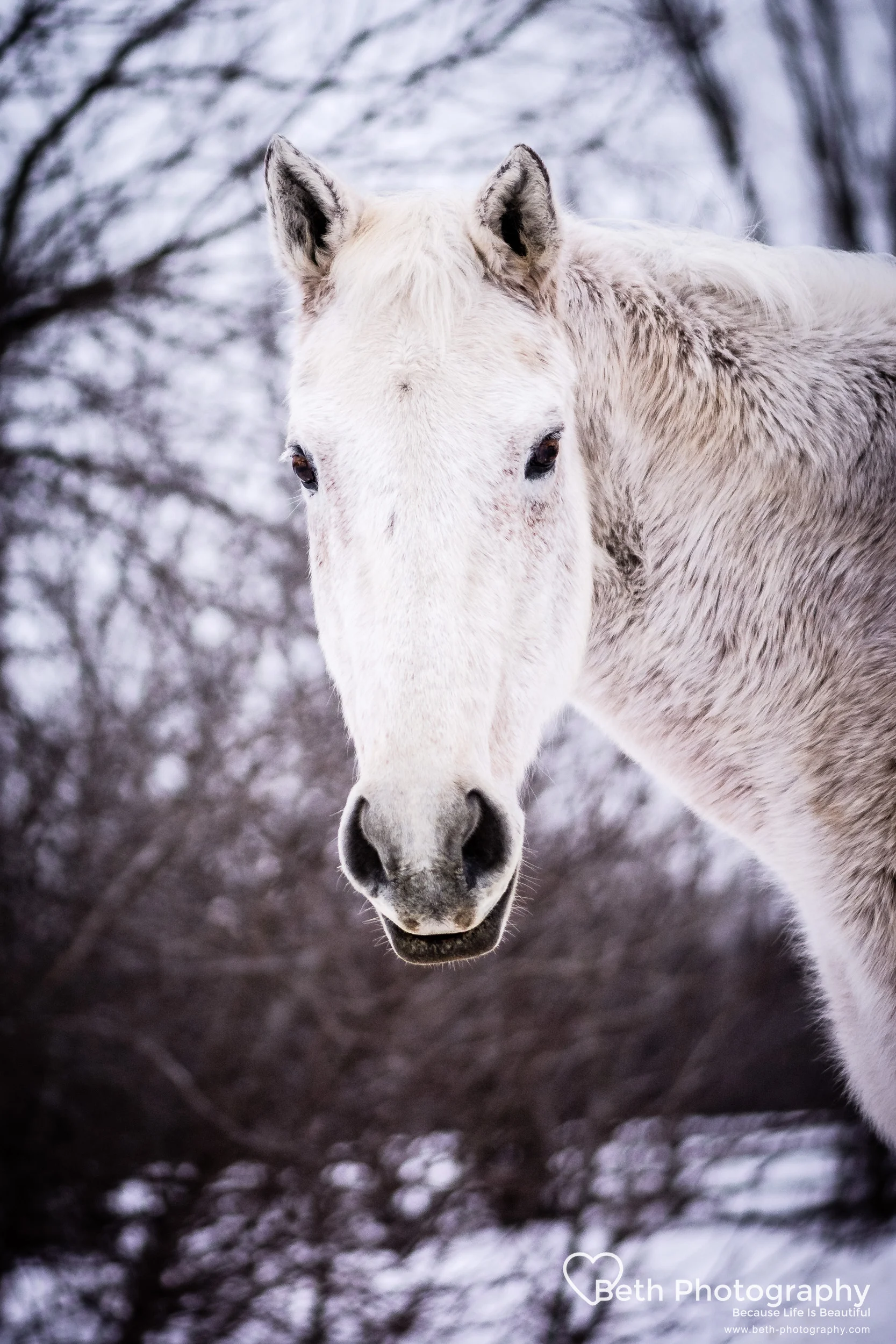 Beth Photography - Pet Photographer -Servicing Ottawa to Cornwall-11.jpg