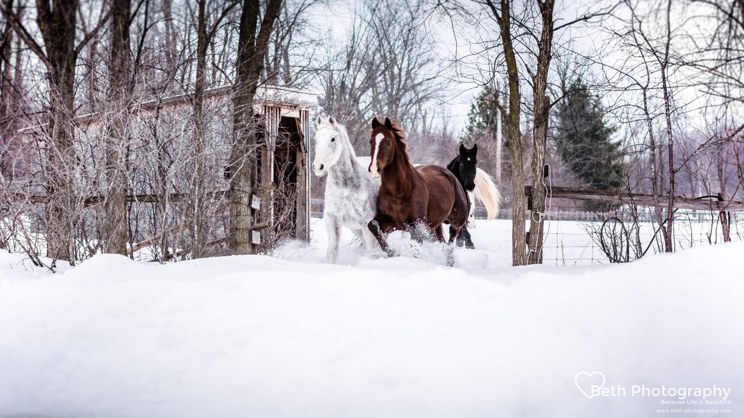 Beth Photography - Pet Photographer -Servicing Ottawa to Cornwall-62.jpg