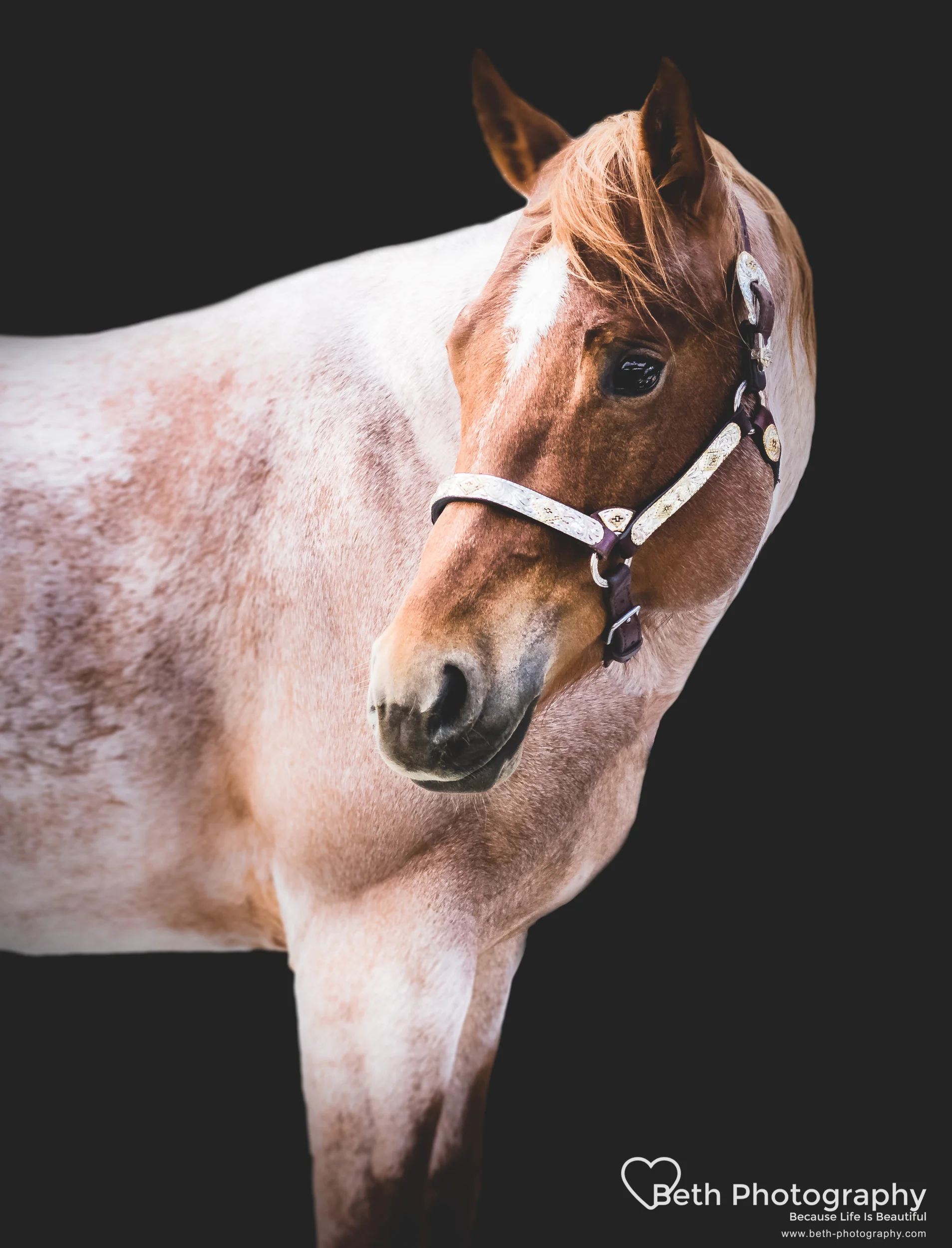 Beth Photography - Pet Photographer -Servicing Ottawa to Cornwall-5.jpg