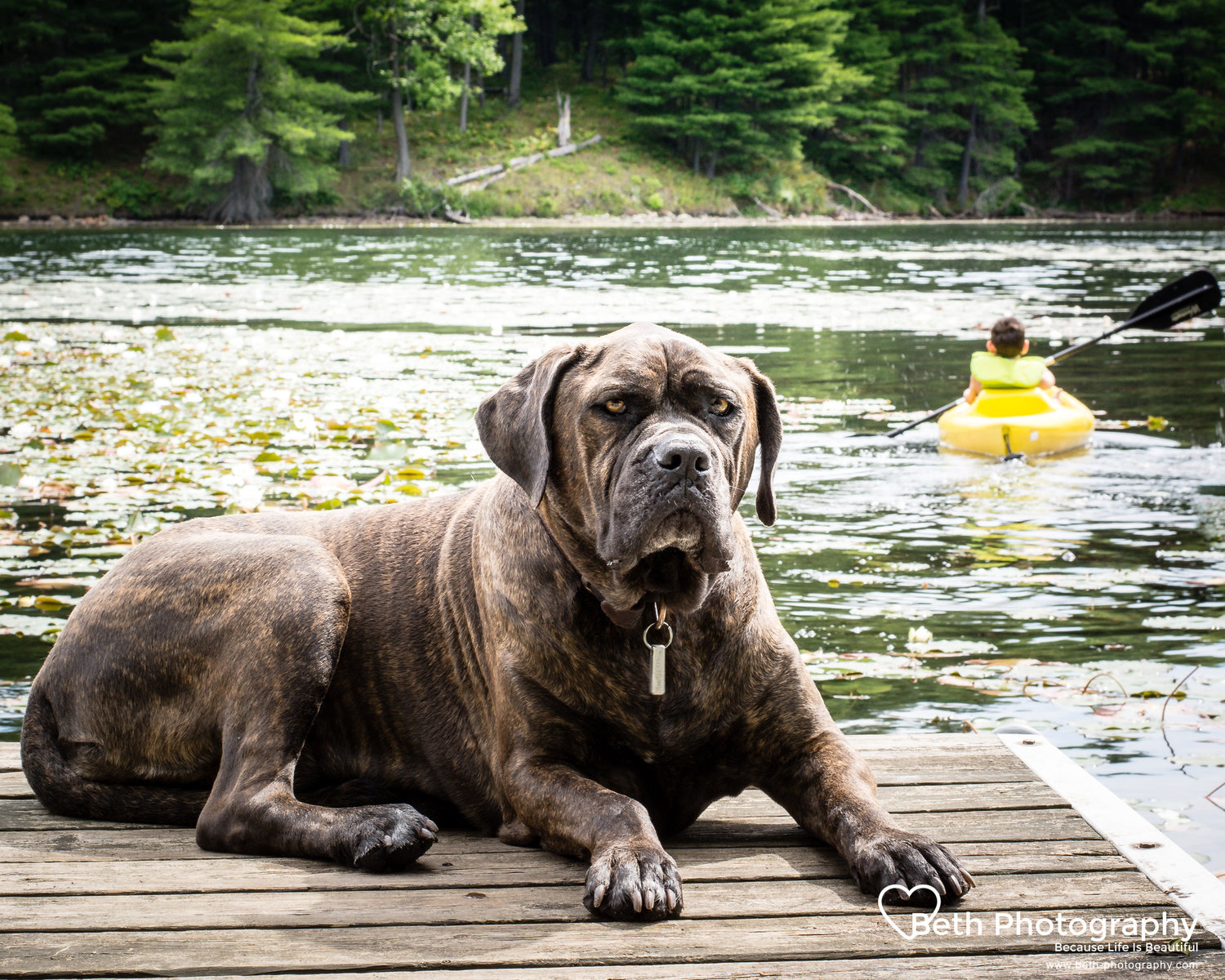 Beth+Photography+-+Pet+Photographer+-+Servicing+the+Ottawa,+Cornwall+area.jpeg