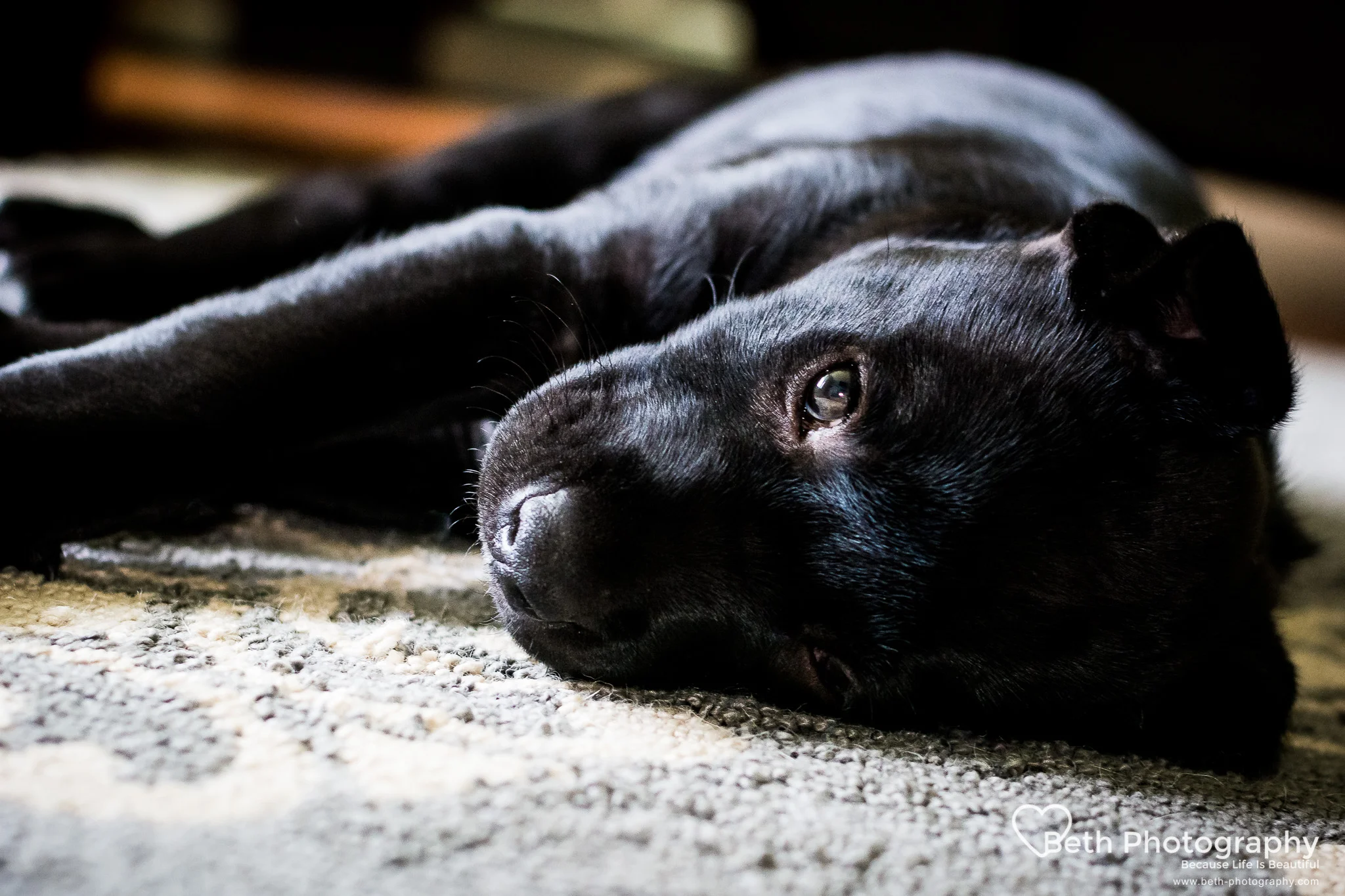 Beth Photography - Pet Photographer - Ottawa to Cornwall-1-3.jpg