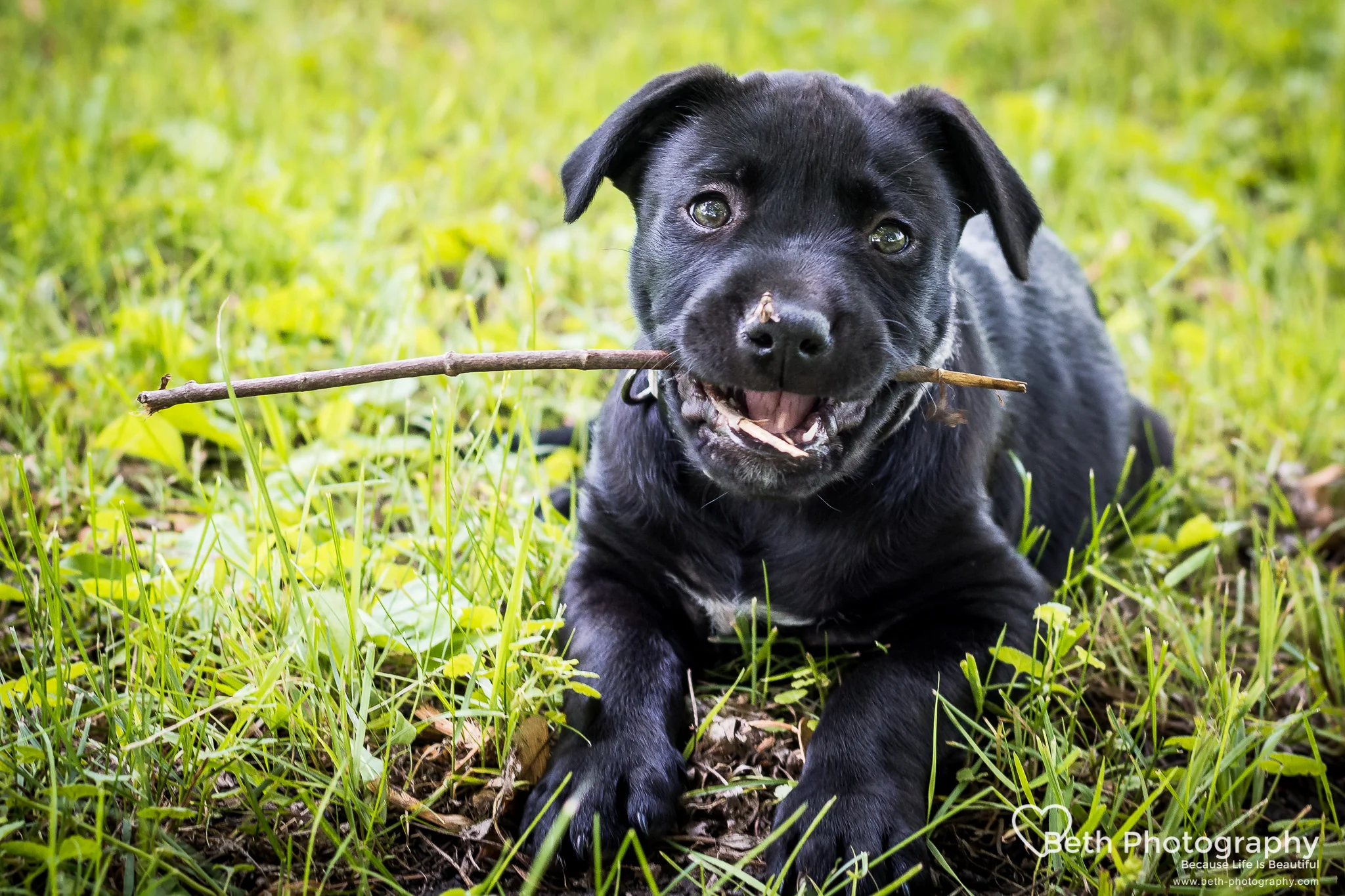 Beth Photography - Pet Photographer - Ottawa to Cornwall-1-2.jpg