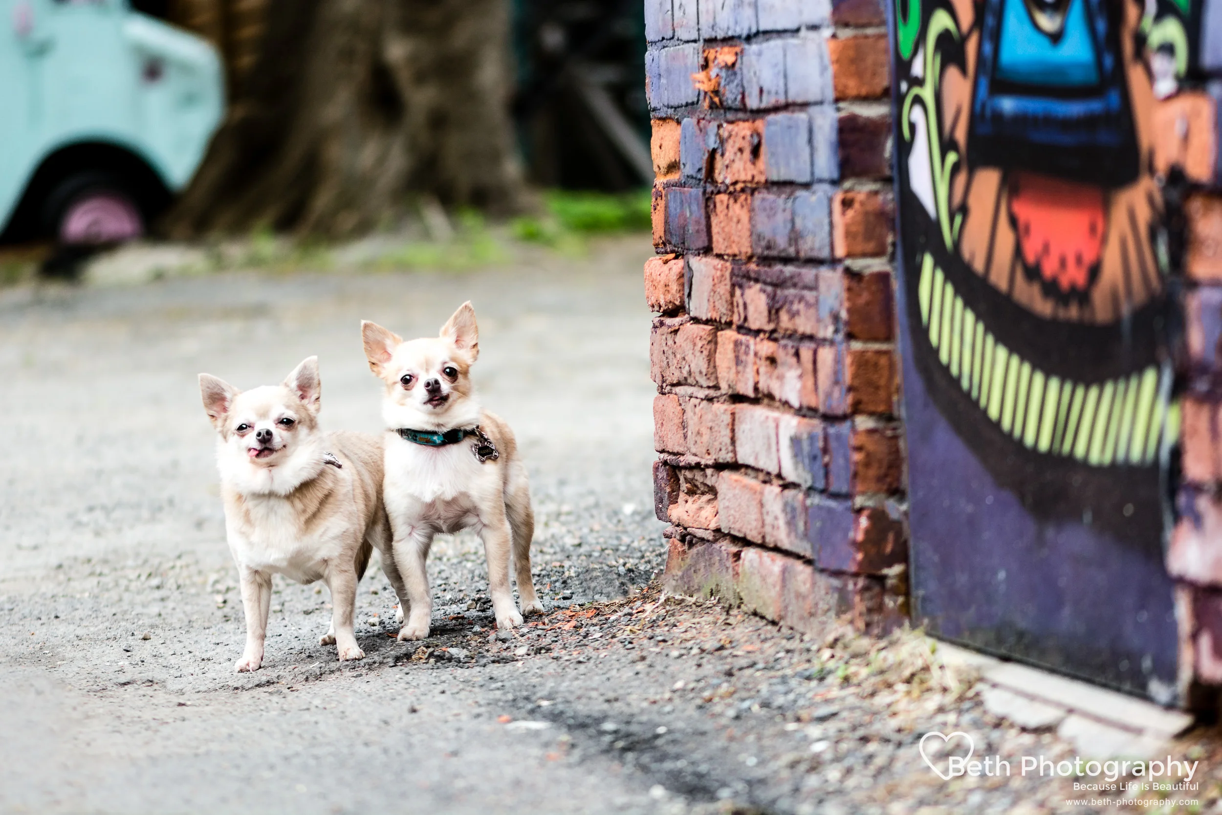 Beth Photography - Pet Photographer -Servicing Ottawa to Cornwall-31.jpg