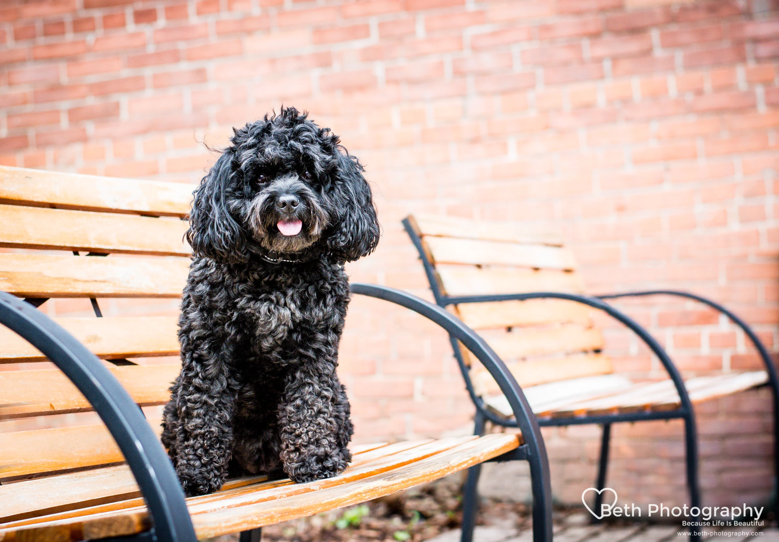Beth Photography - Pet Photographer -Servicing Ottawa to Cornwall-28.jpg