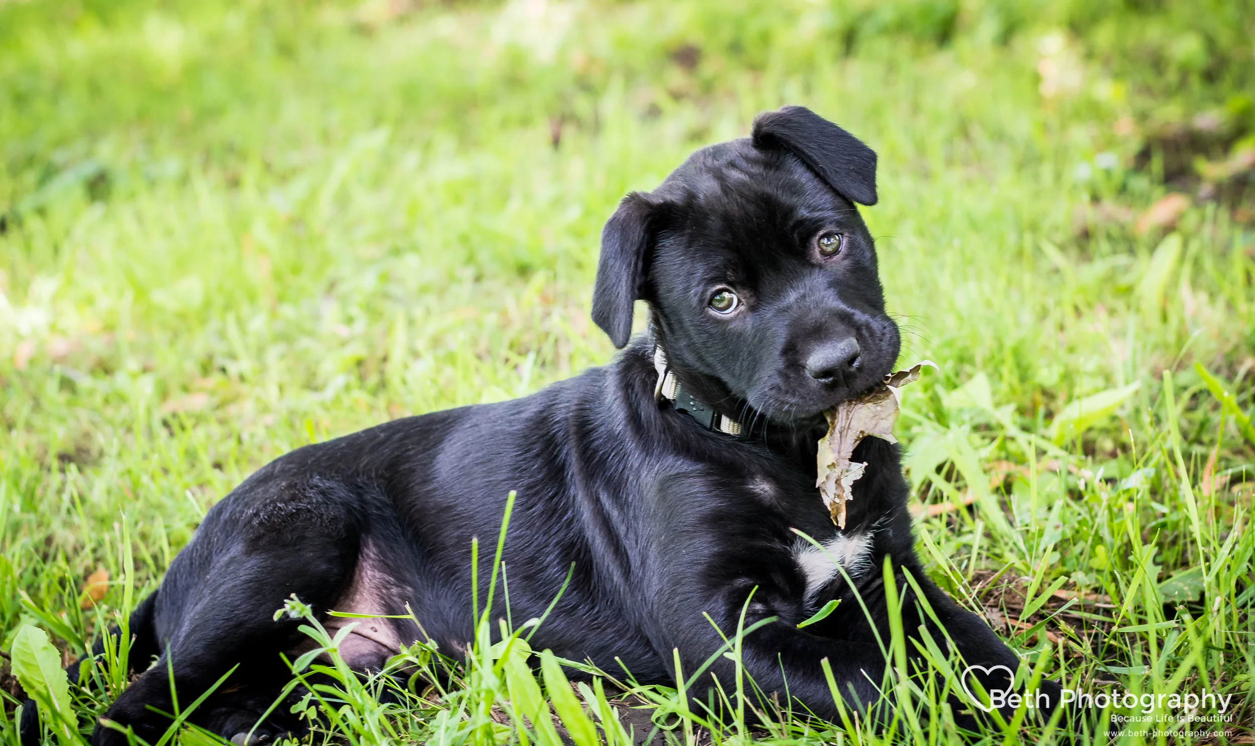 Beth Photography - Pet Photographer -Servicing Ottawa to Cornwall-16.jpg
