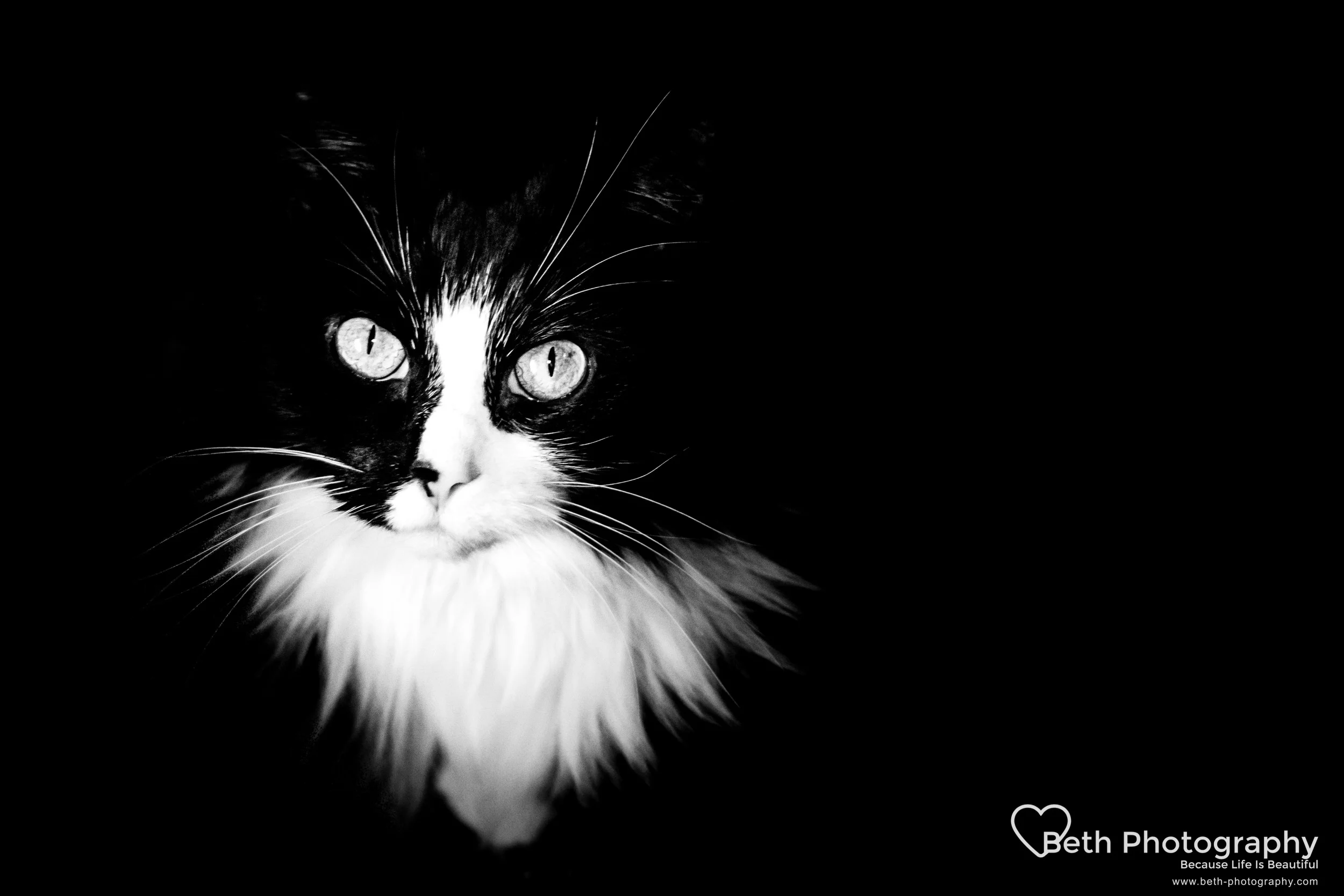 Beth Photography - Pet Photographer -Servicing Ottawa to Cornwall-53.jpg