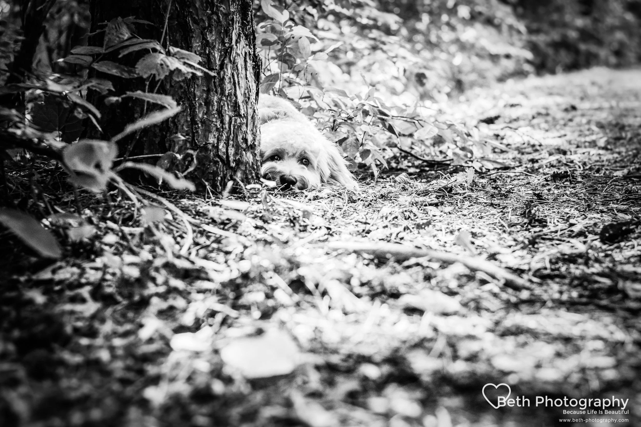 Beth Photography - Pet Photographer -Servicing Ottawa to Cornwall-44.jpg