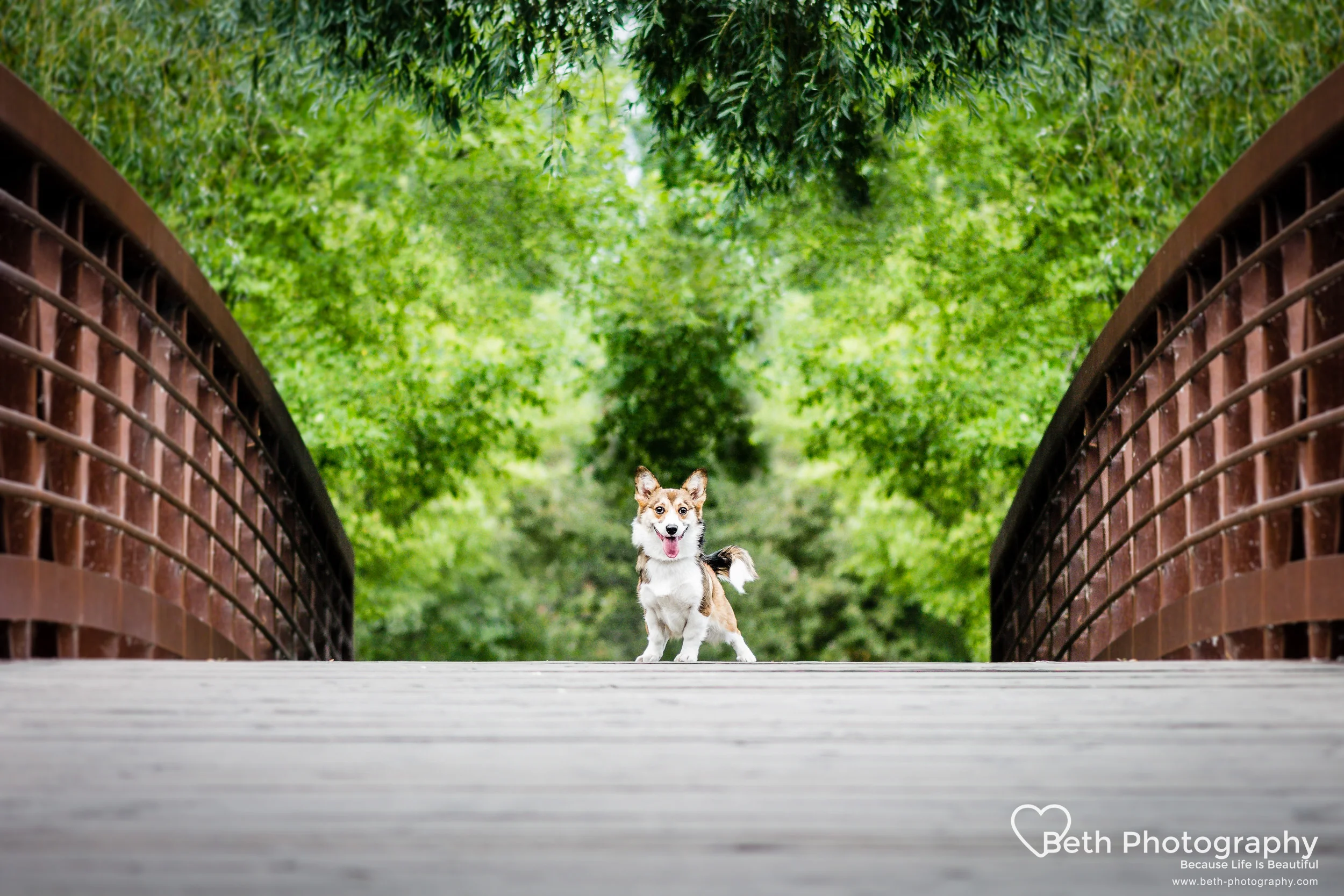 Beth Photography - Pet Photographer -Servicing Ottawa to Cornwall-34.jpg