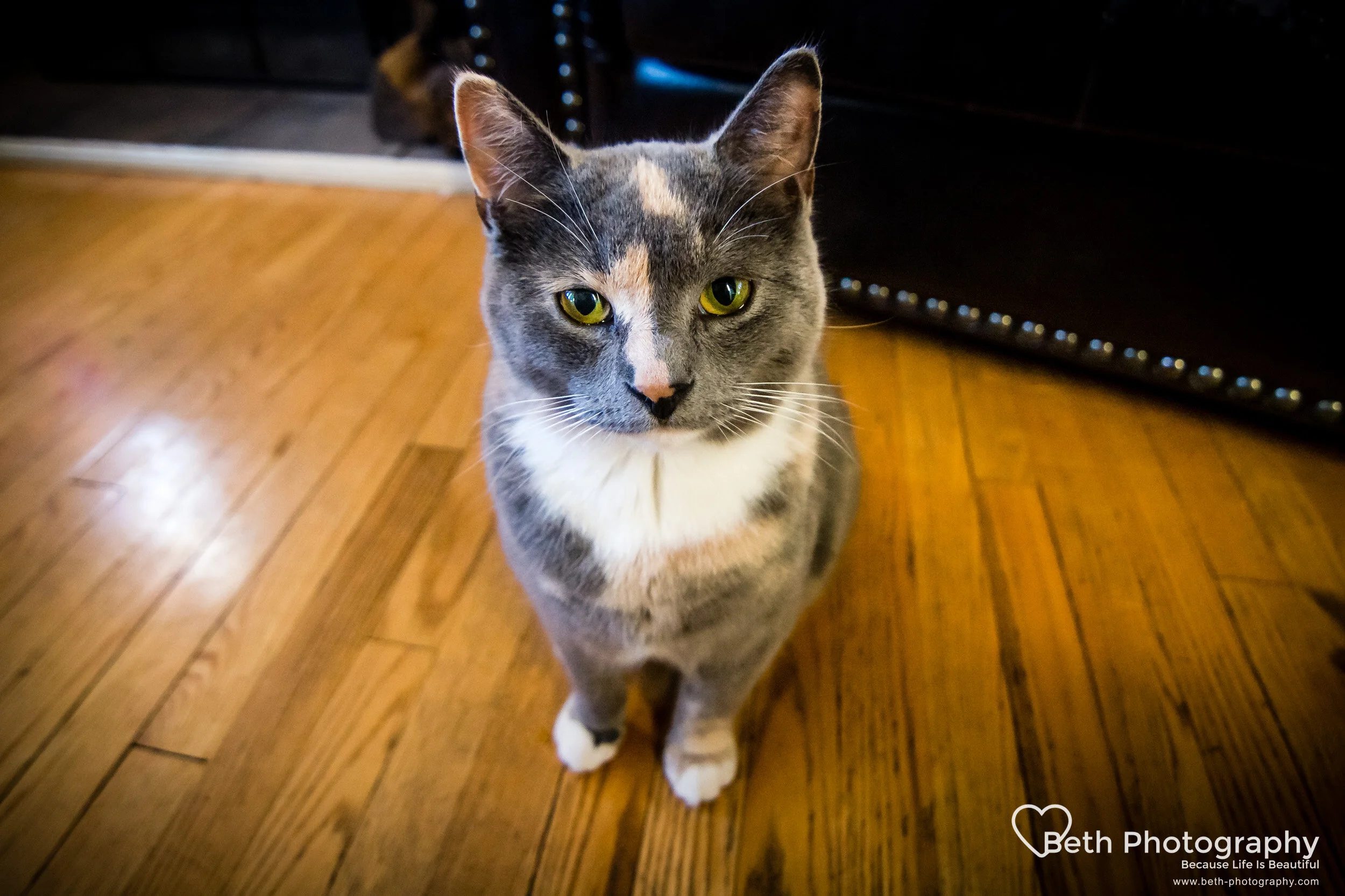 Beth Photography - Pet Photographer -Servicing Ottawa to Cornwall-3.jpg
