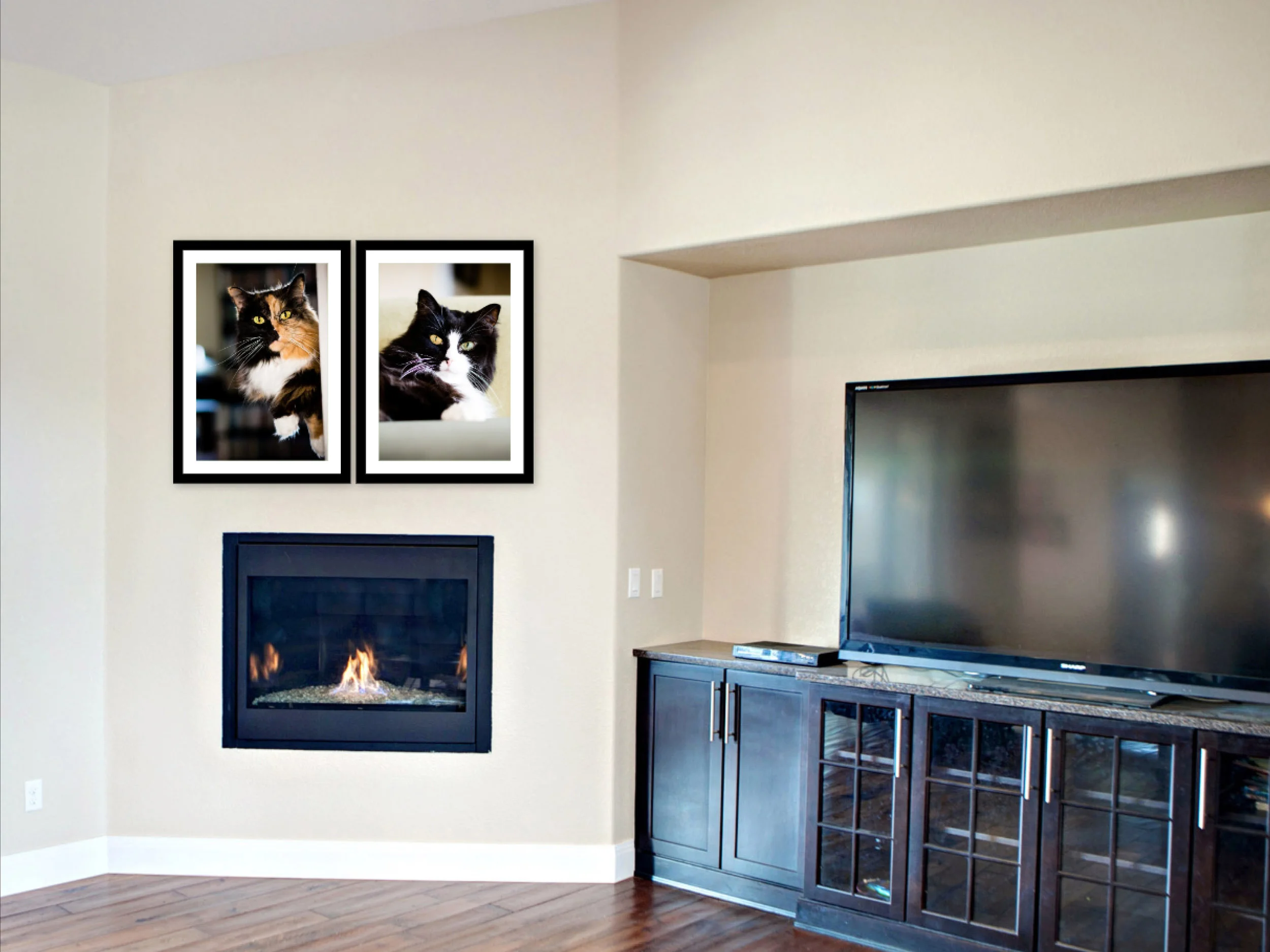 Cat - Beth Alexander is a Pet Photographer that services Ottawa to Cornwall and everything in between!