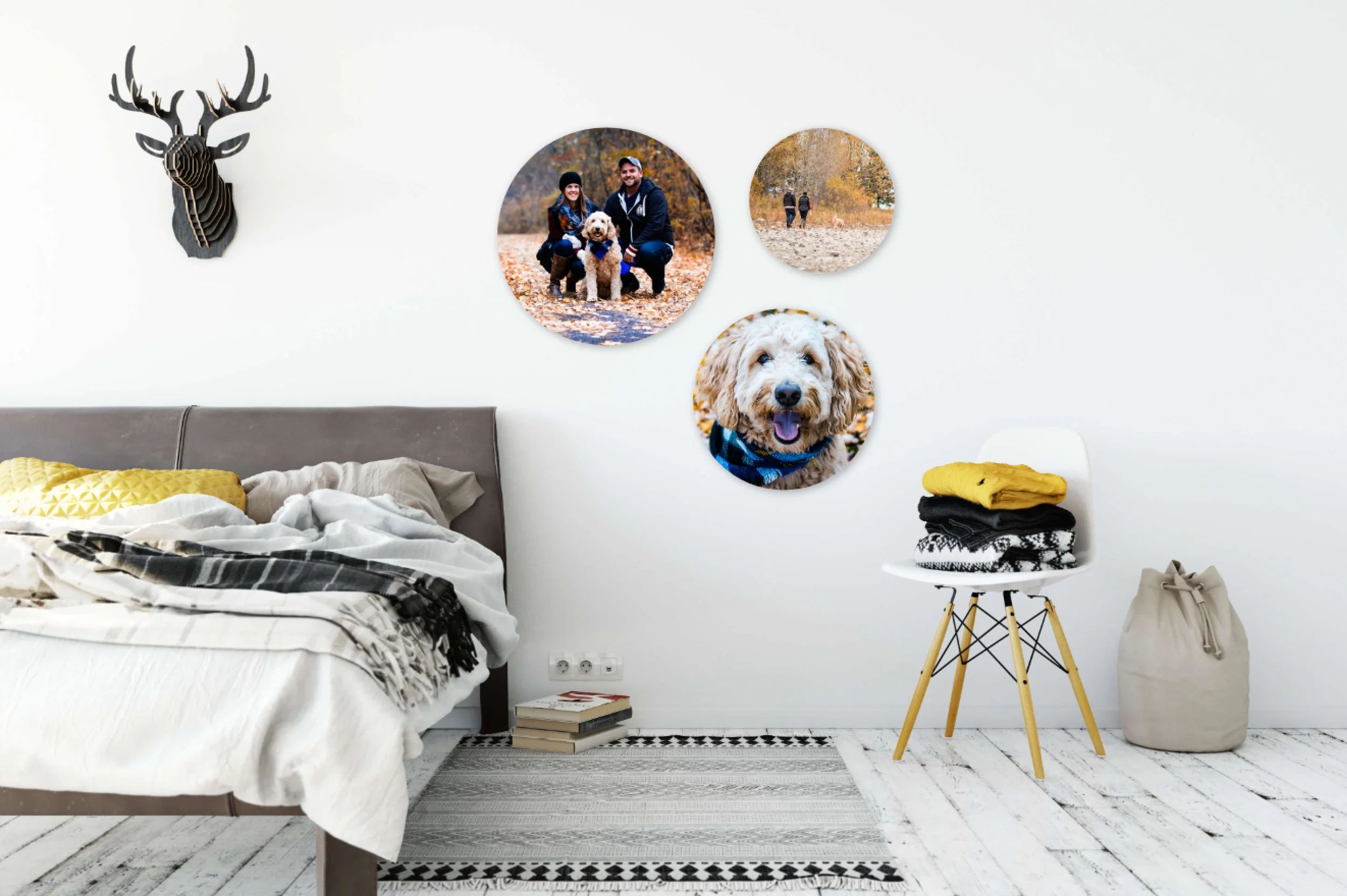 Golden Doodle - Beth Alexander is a Pet Photographer that services Ottawa to Cornwall and everything in between!