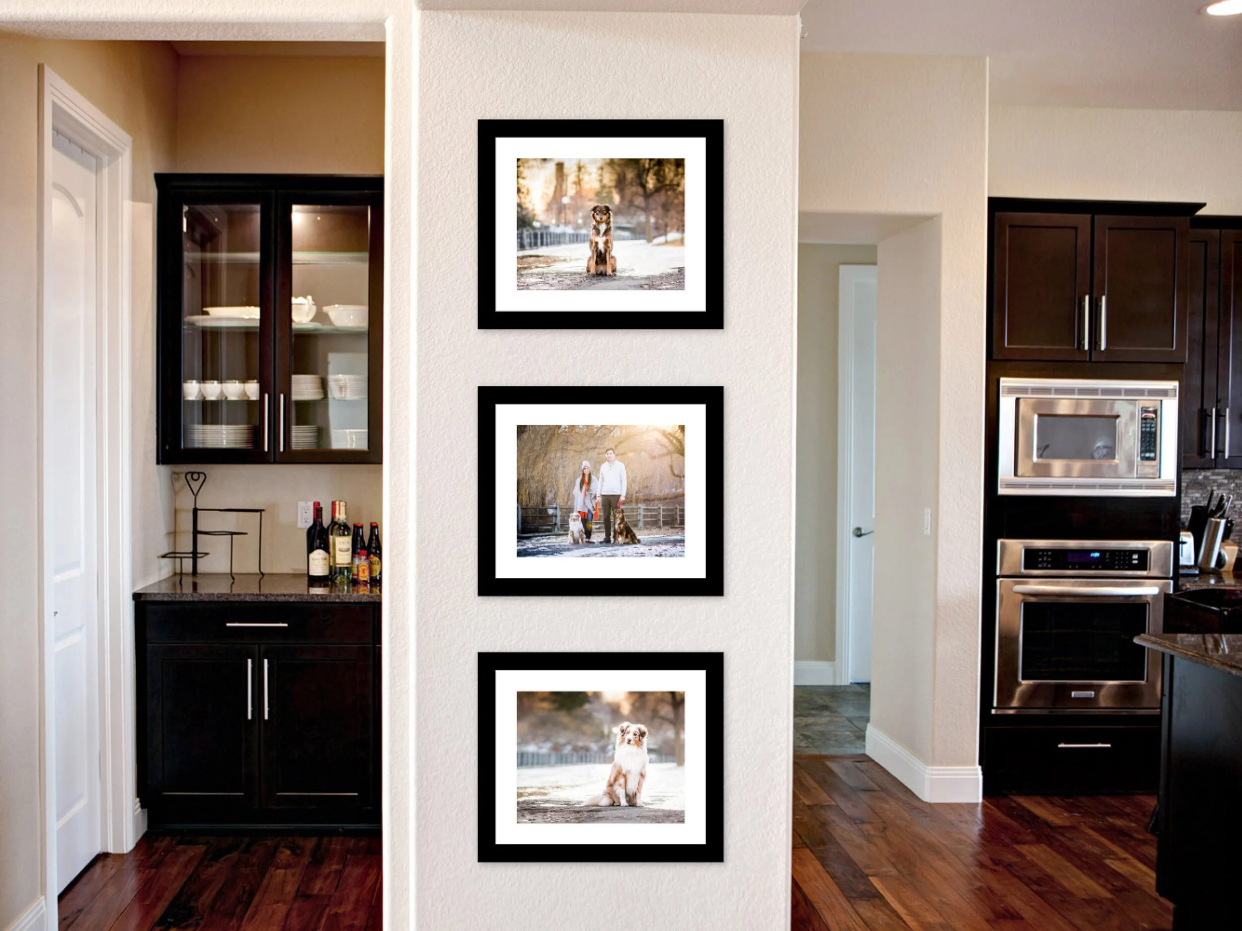 Glebe Ottawa pet photographer with the beautiful Australian Shepherds Cali & Loki