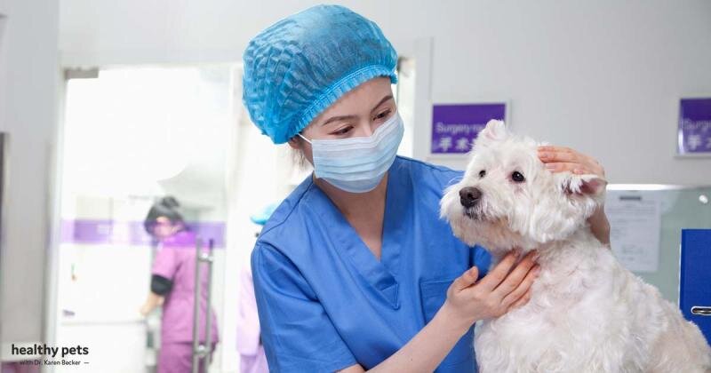 COVID-19 and Your Pet — What You Need to Know