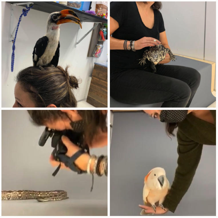 Local Business Spotlight - Ecofauna Zoo and Education