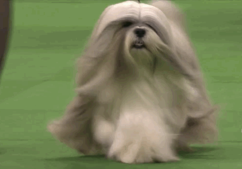 The Shih Tzus Purpose To Please People for a Thousand Years  American  Kennel Club