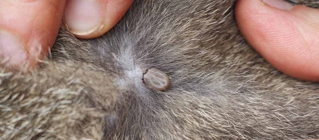 How to remove a Tick on my dog or cat?