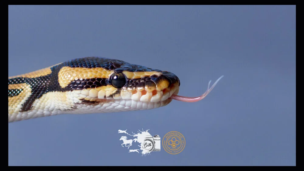 World Snake Day 🐍❤️