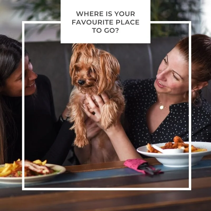 Are Dogs Allowed On Patios In Ontario are-dogs-allowed-on-patios-in-ontario