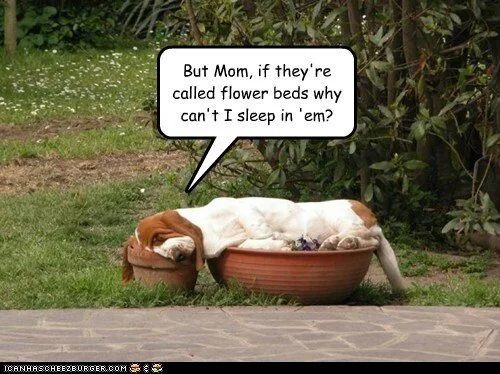 Dog Proof Plants - Gardening with Dogs