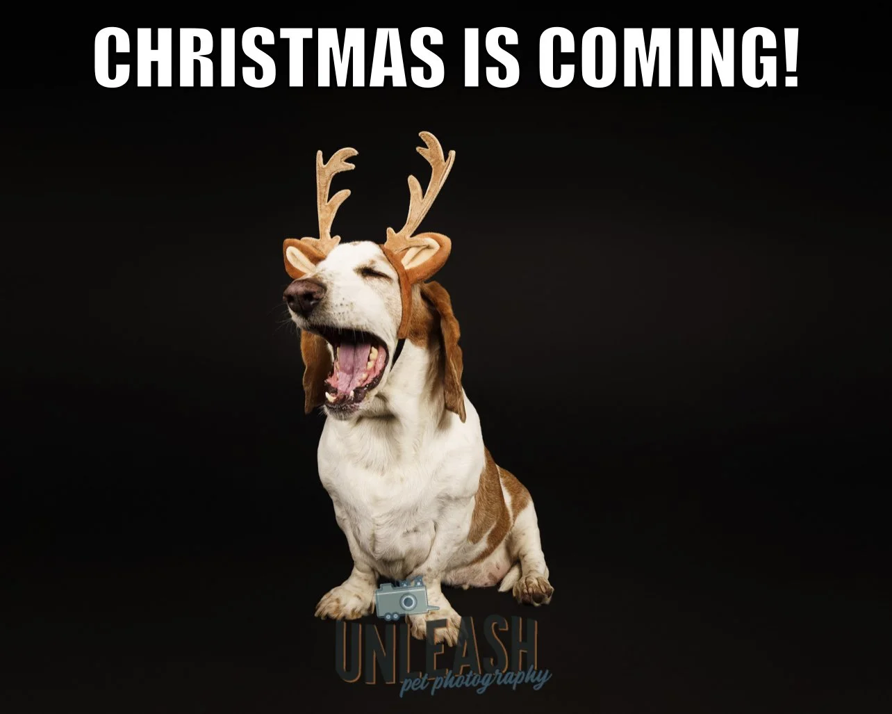 Top Pet Lover Gift Ideas 🎁🐾