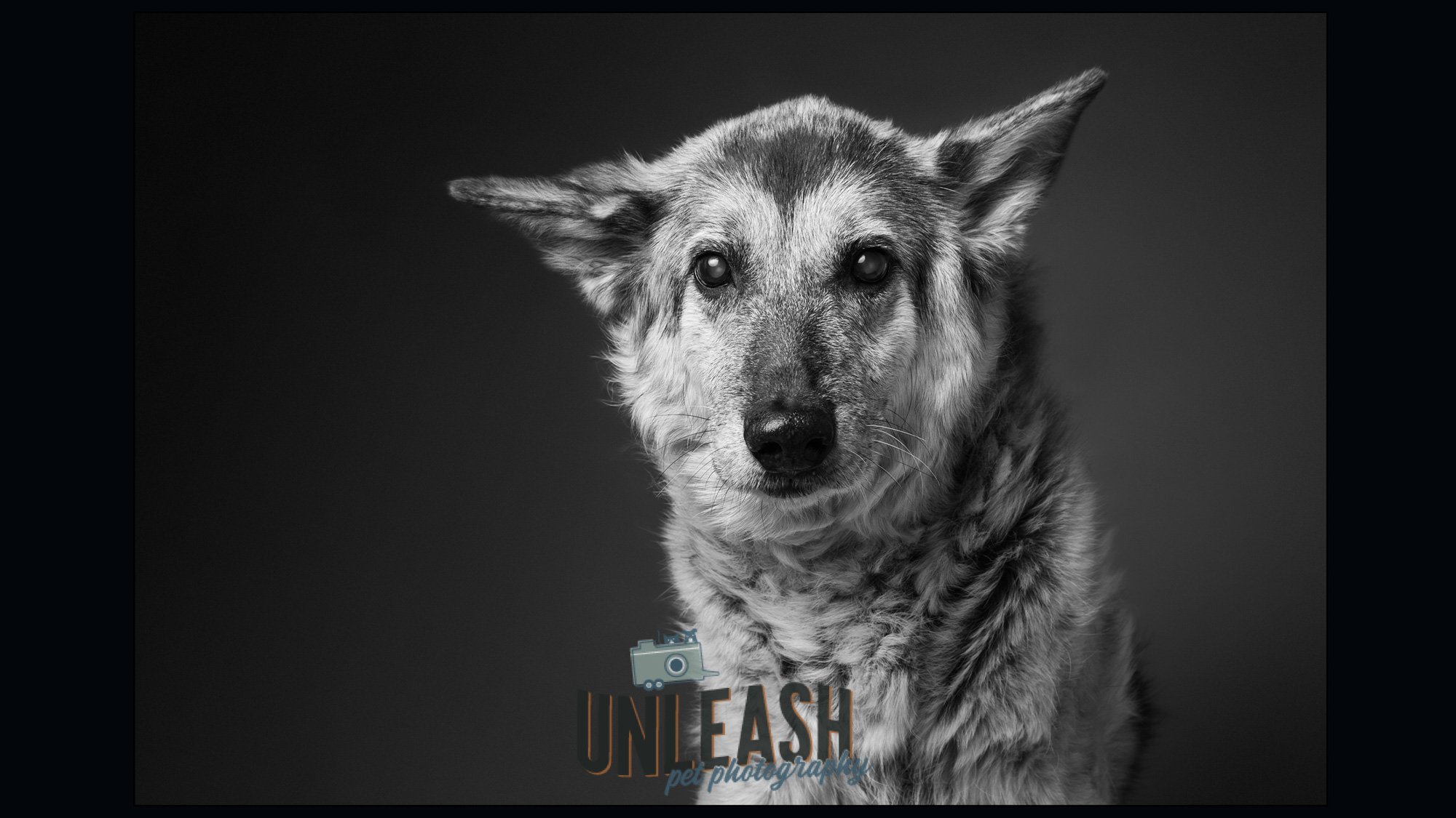 unleash_pet_photography_dog_photographer-8.jpg